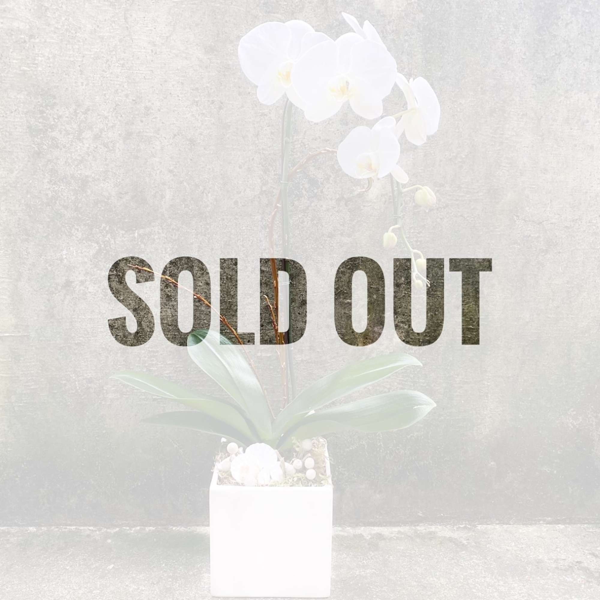 White orchid plant in a square white pot with large SOLD OUT text overlay