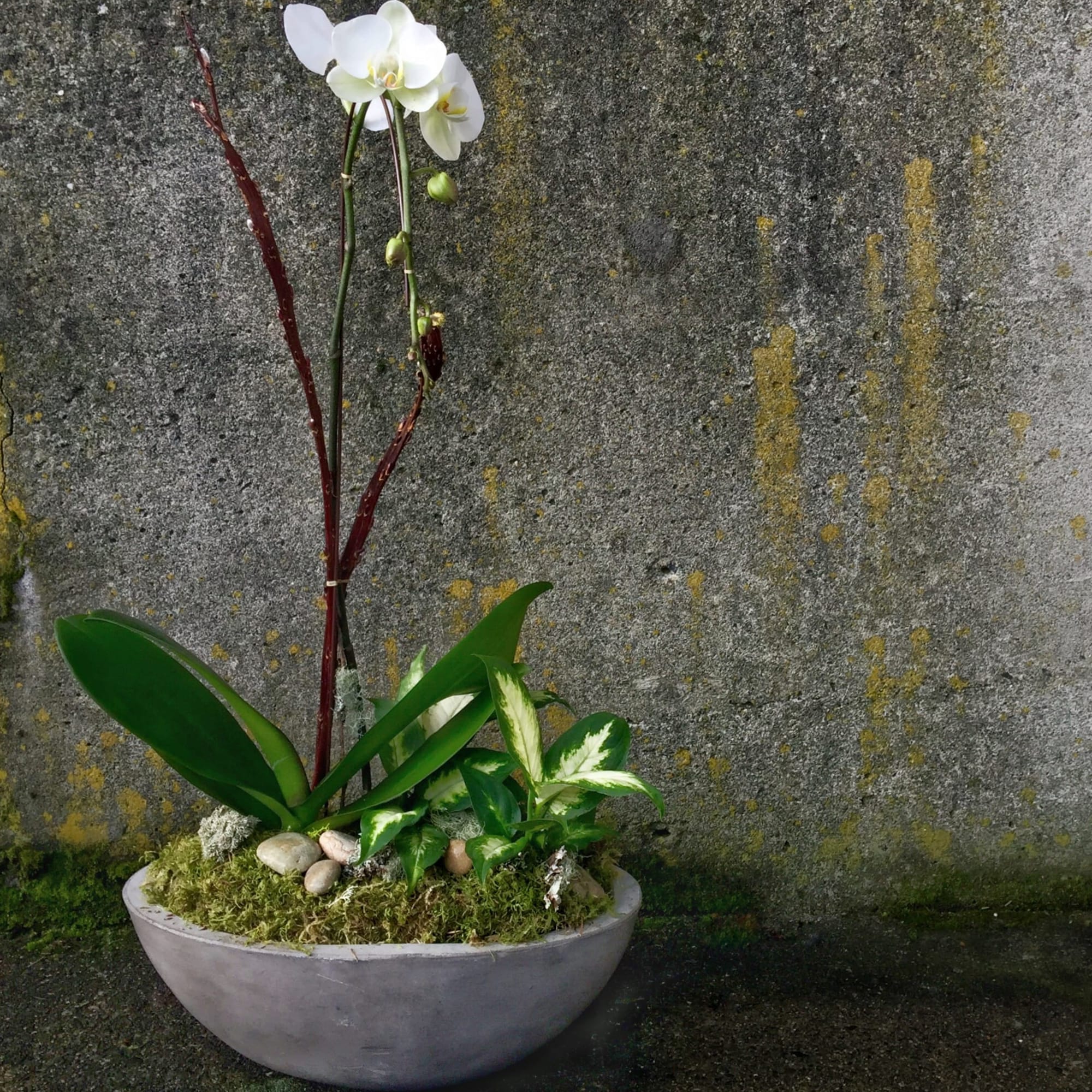 White phalaenopsis orchid and green foliage plants in a low gray bowl planter