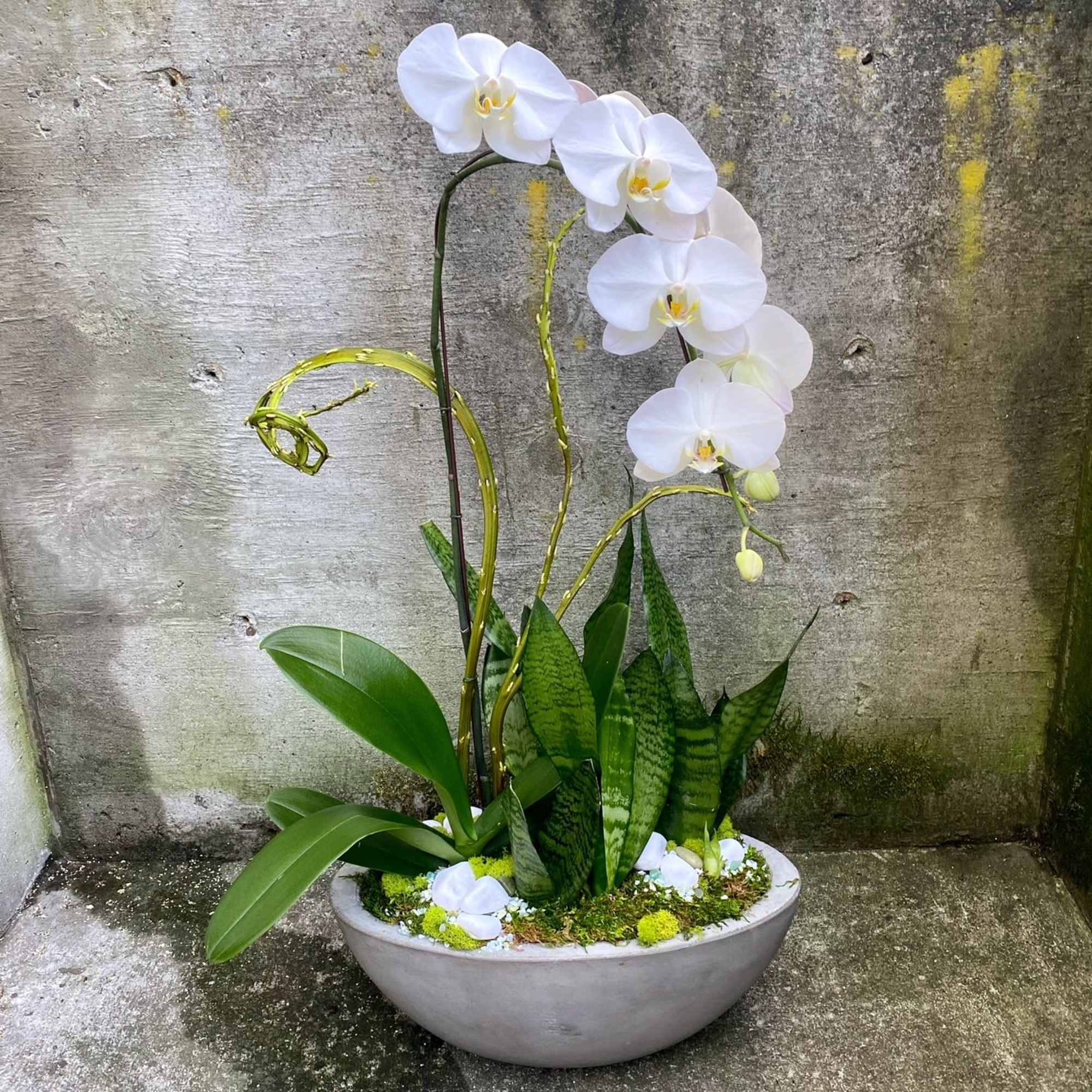 White phalaenopsis orchid and leafy green plants in a shallow gray bowl planter