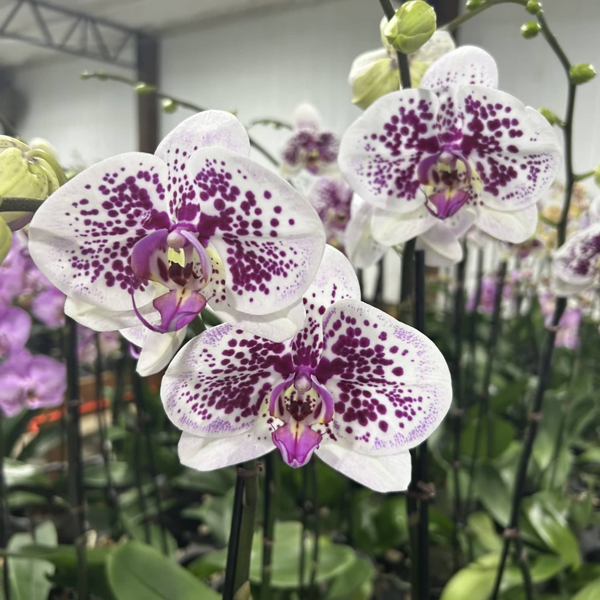 Very Chic large display of orchids Choice of various colors available, This