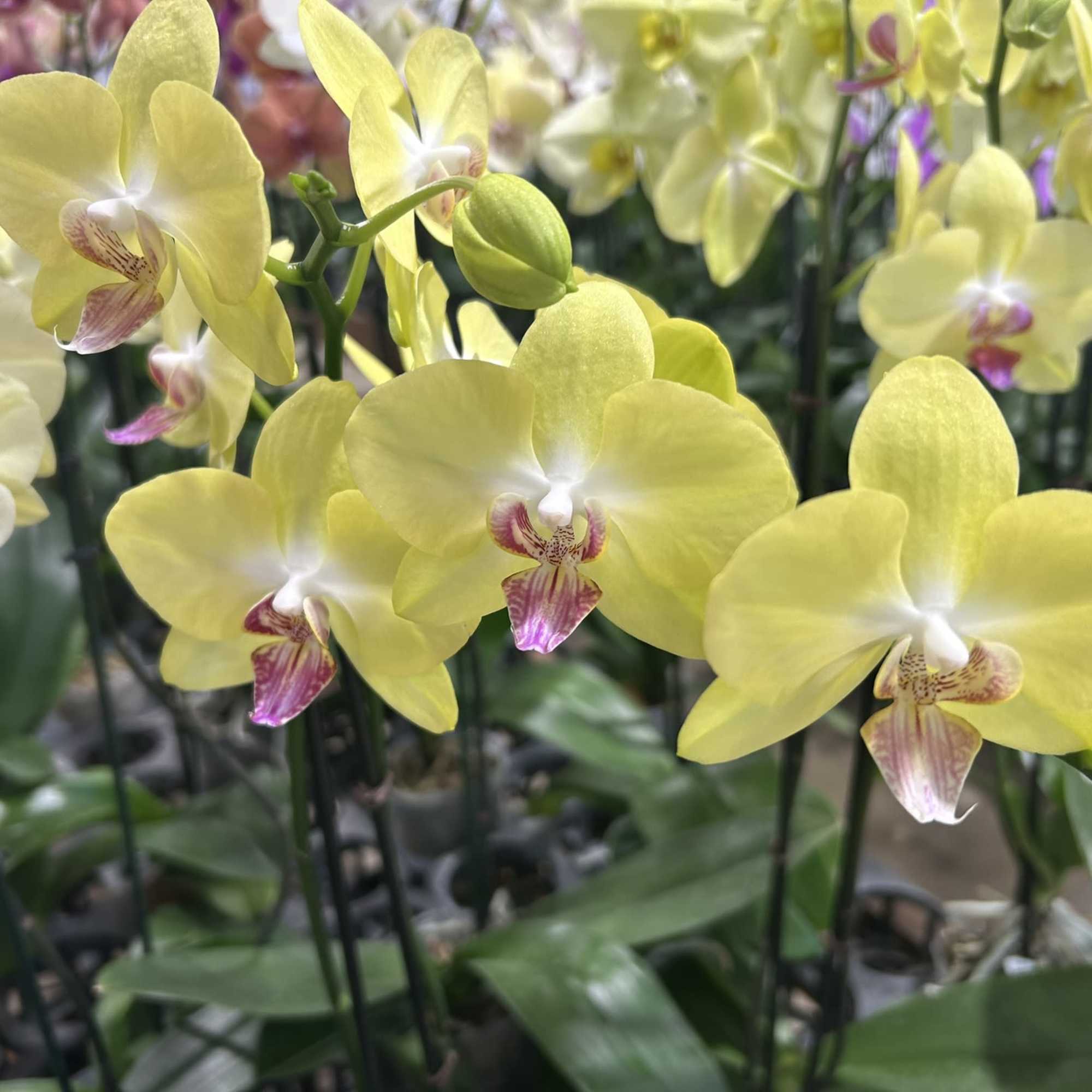 Very Chic large display of orchids Choice of various colors available, This