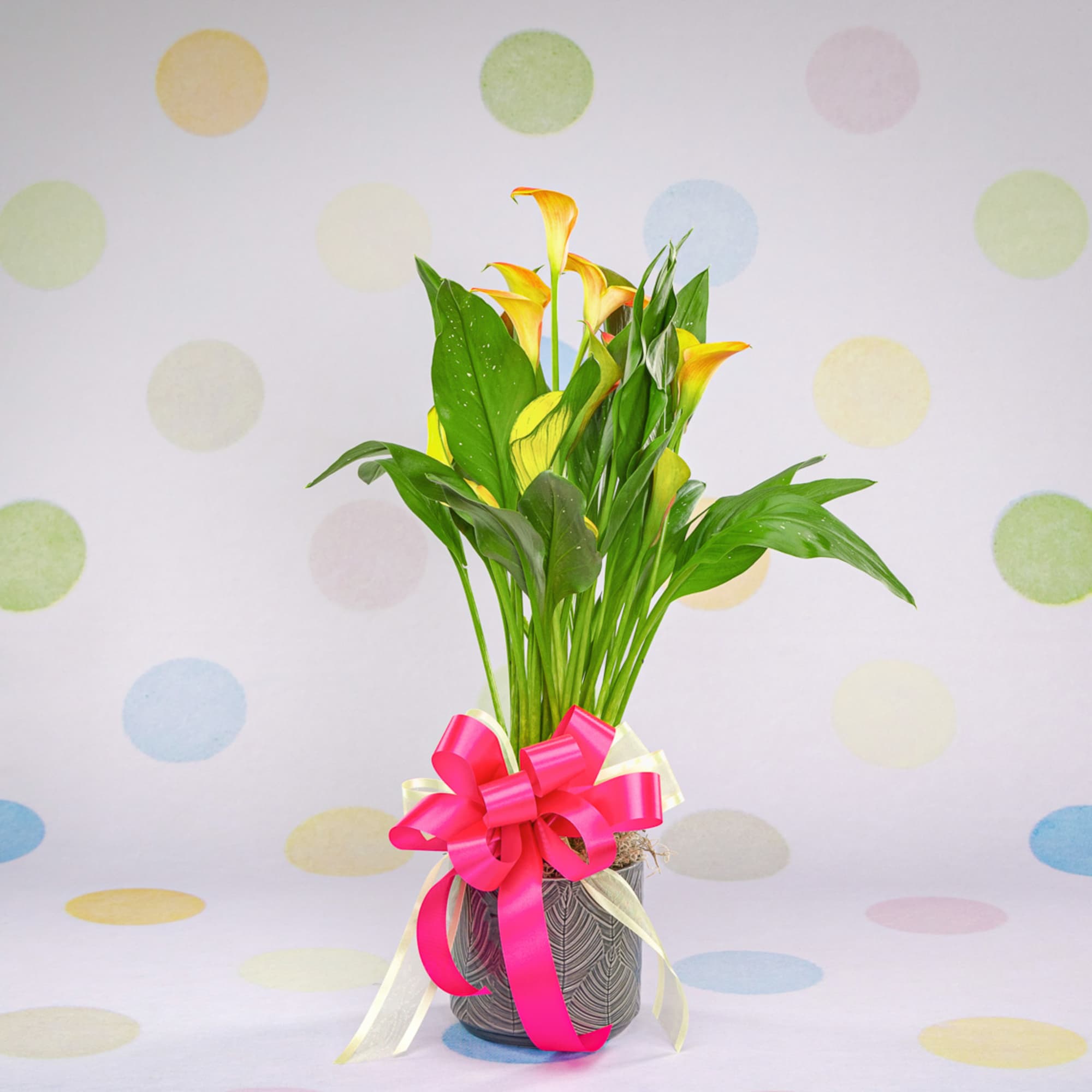 Yellow calla lilies in a patterned pot with a pink ribbon bow