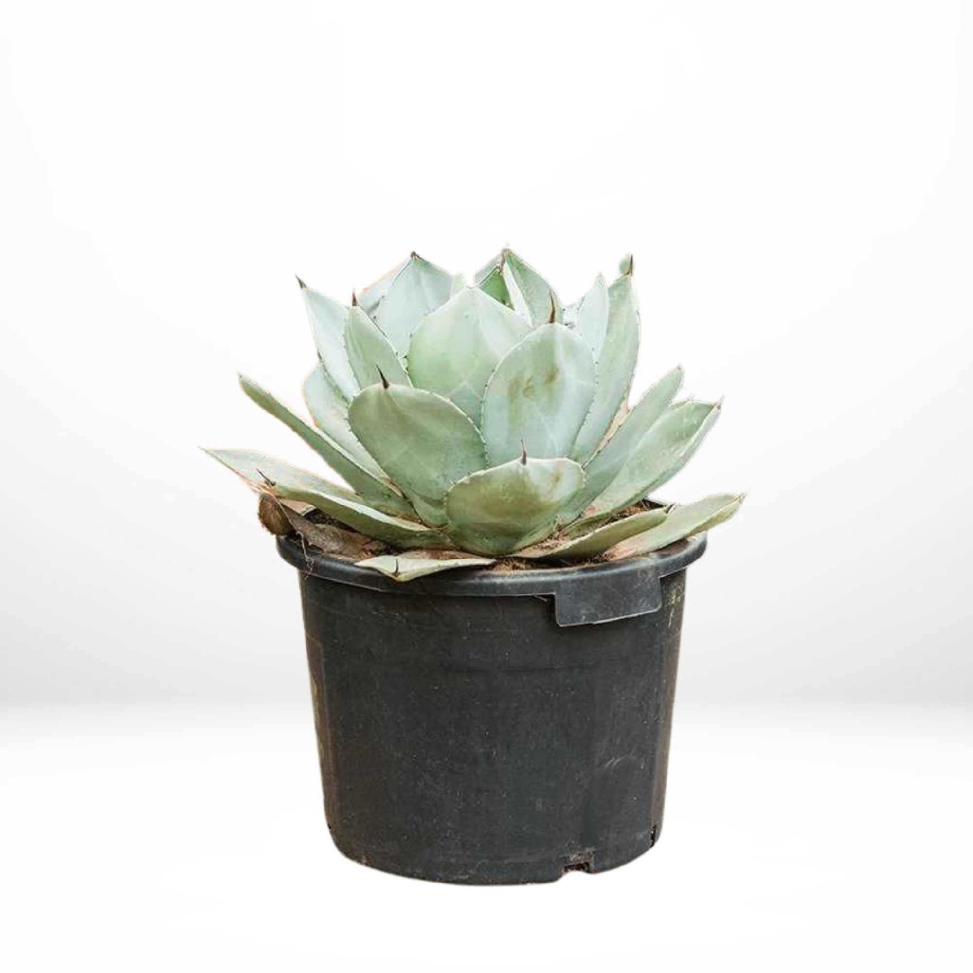 Potted succulent plant in a black nursery pot