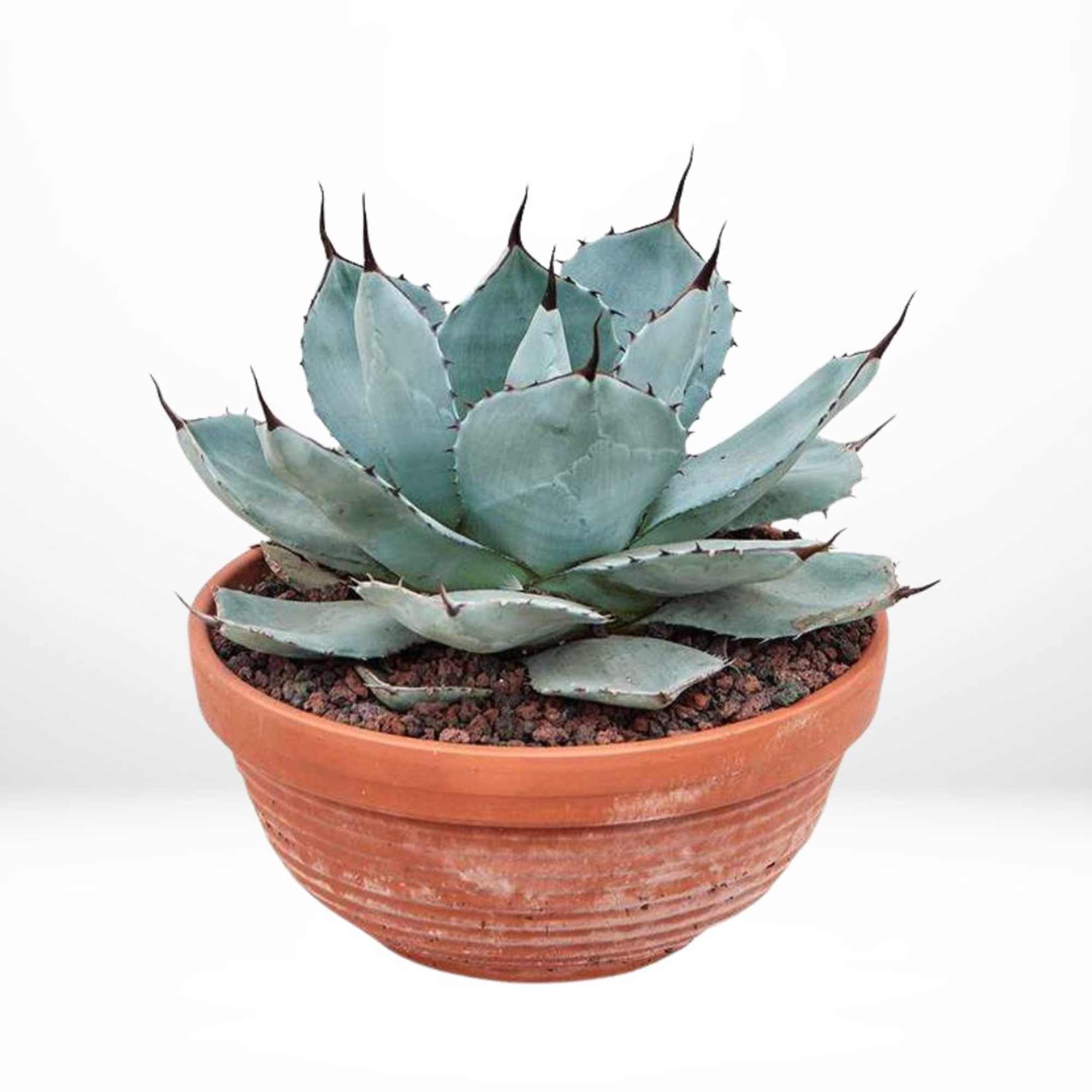 Potted succulent plant in a terracotta bowl