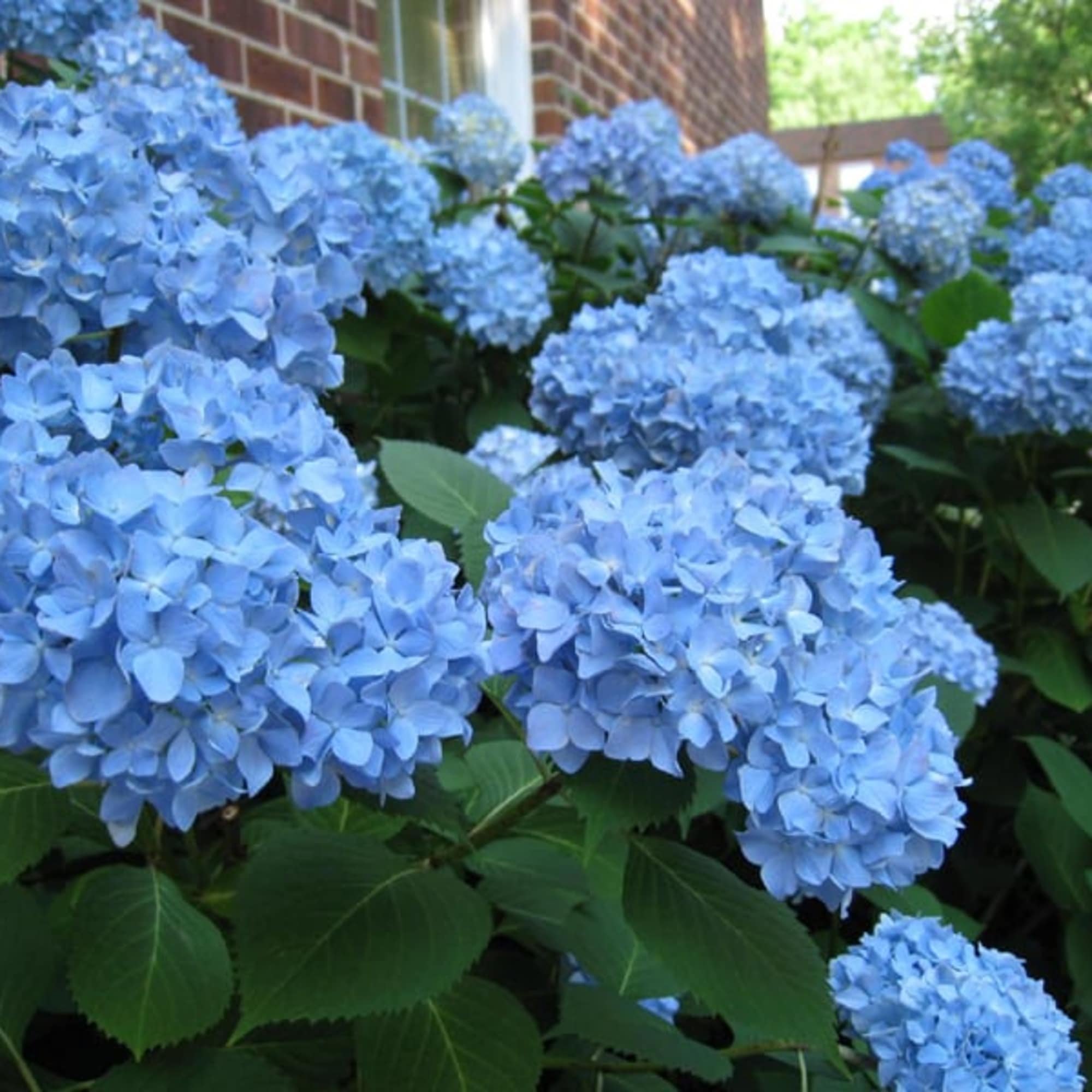 Outdoor shrub of blue hydrangea blooms growing densely beside a brick building