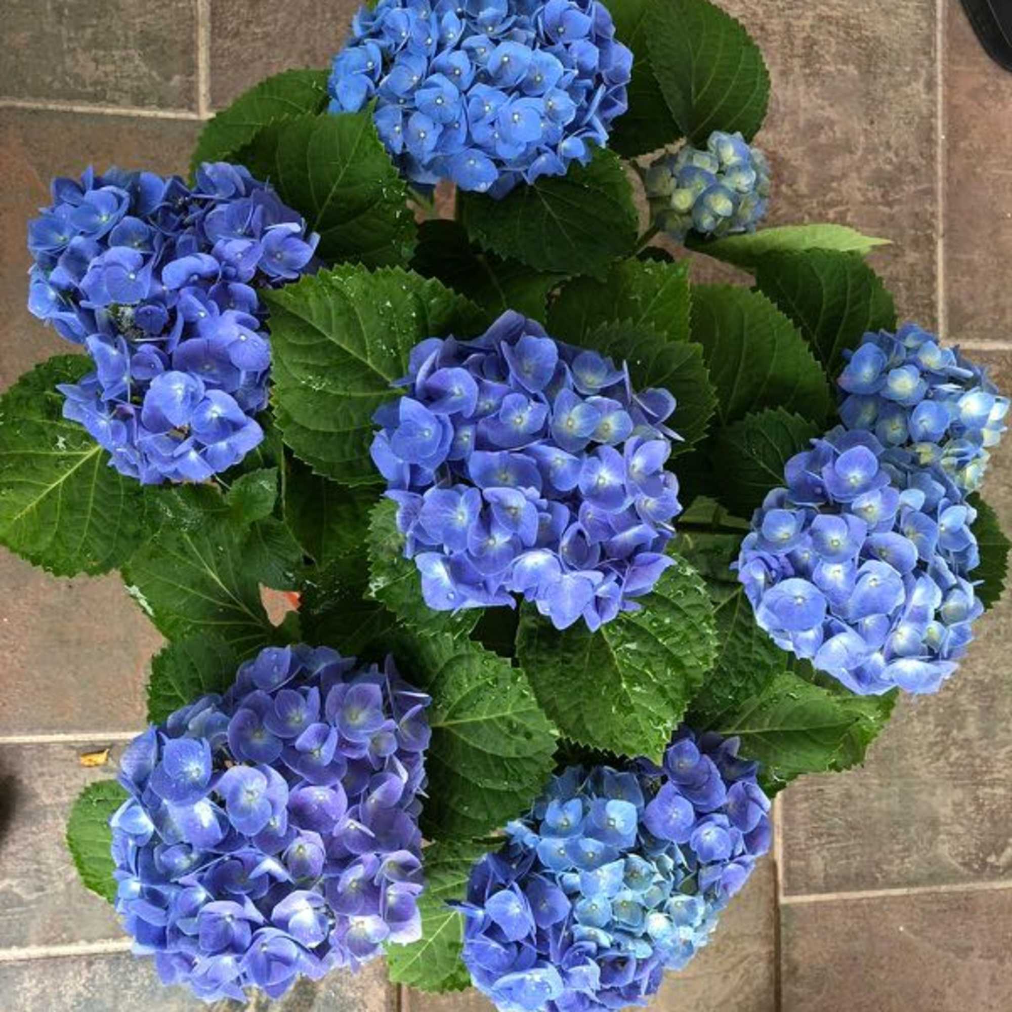 Potted hydrangea plant with clusters of blue and purple blooms