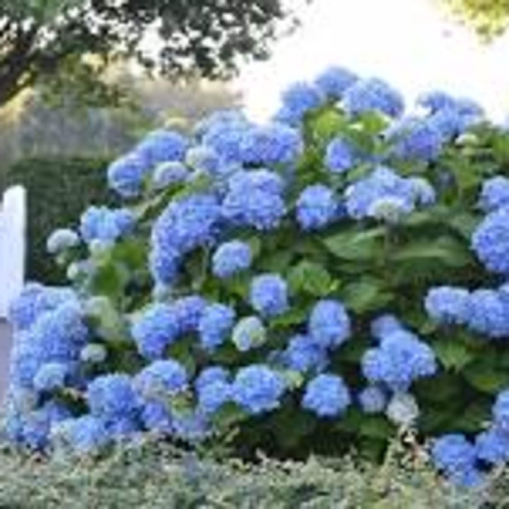 Large outdoor shrub of blue flowering clusters beside a white garden gate