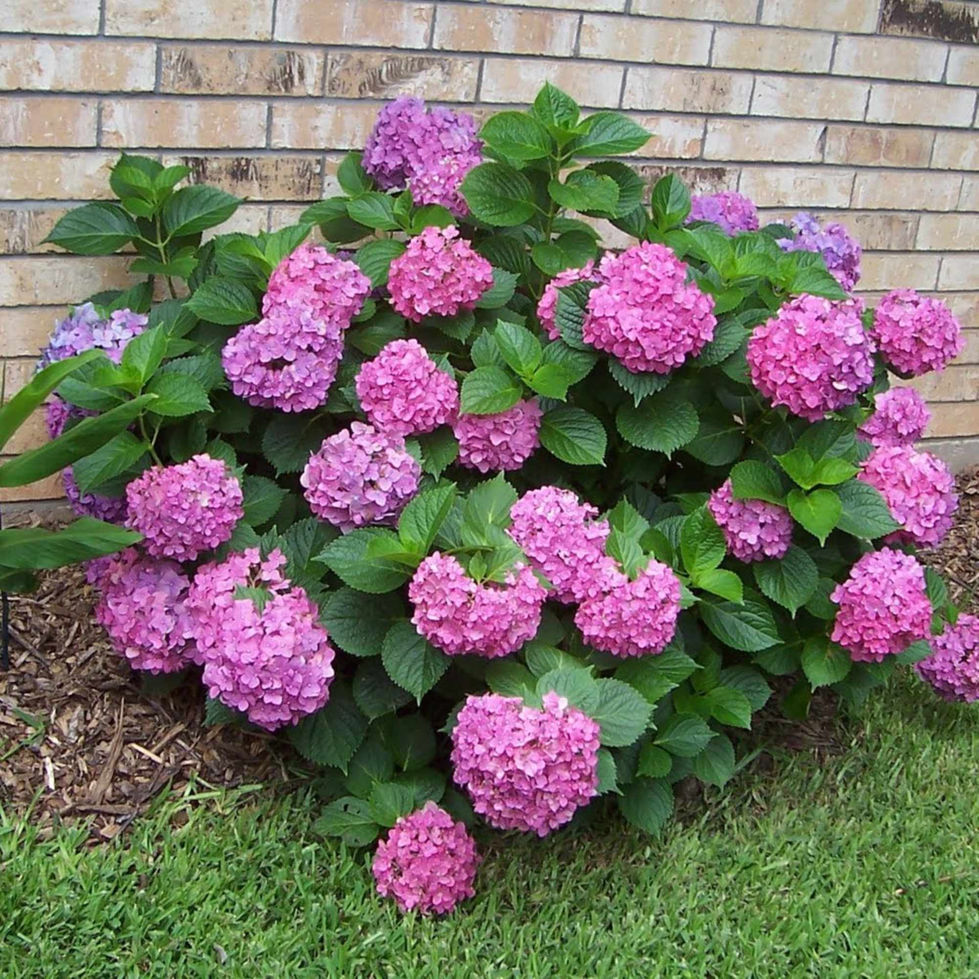 Outdoor shrub of pink and lavender hydrangea blooms against a brick wall