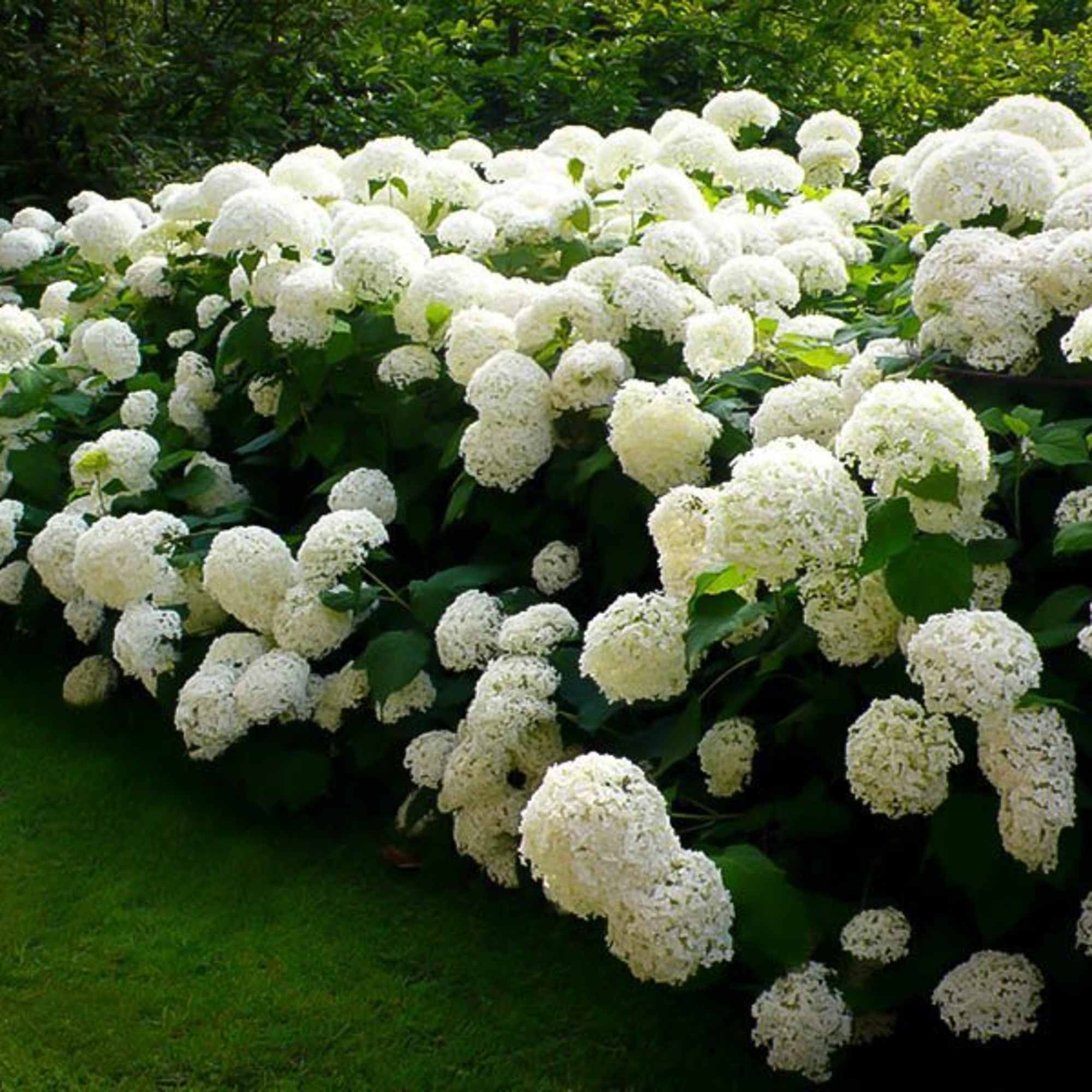 Large border of white hydrangea bushes blooming along a green lawn outdoors