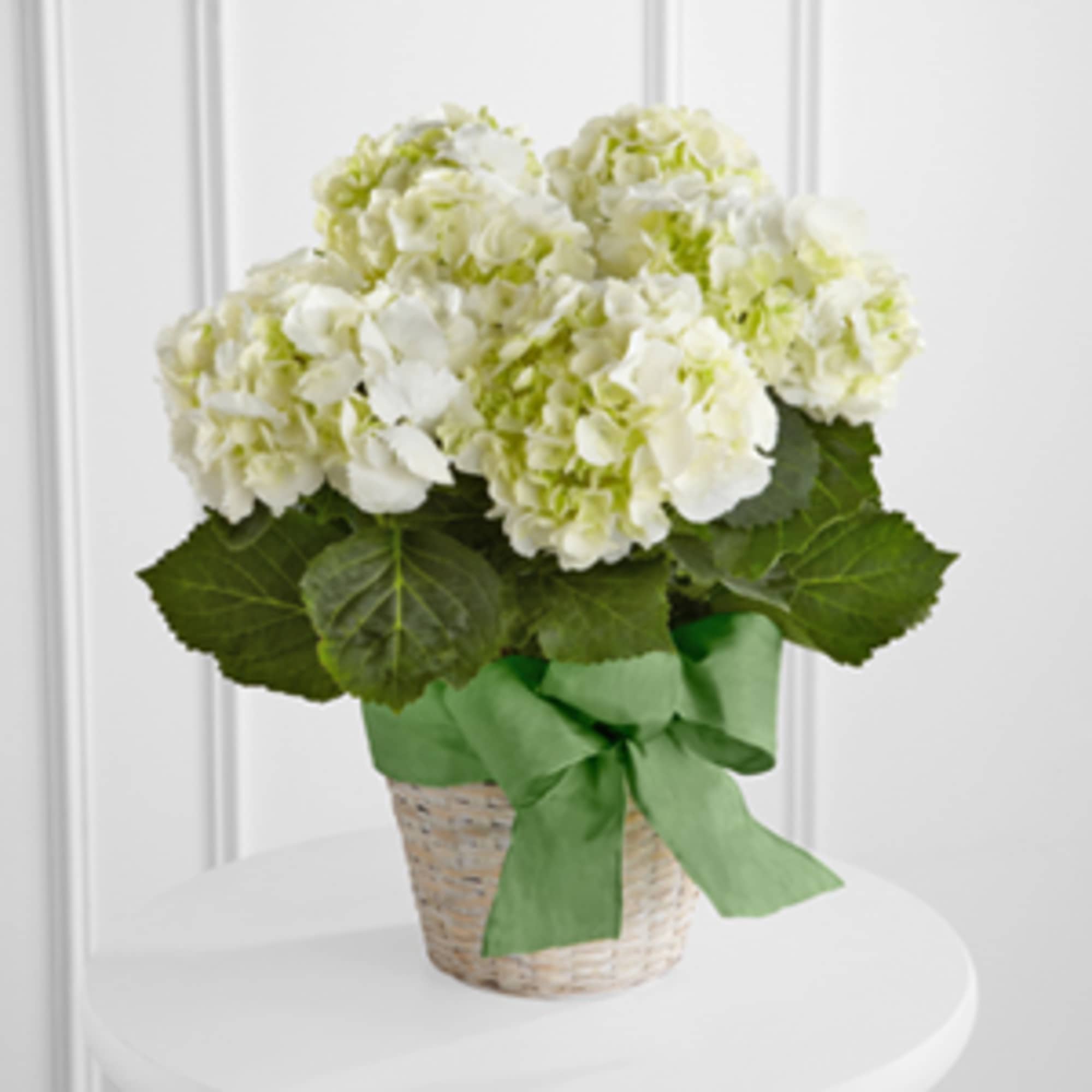 Potted white hydrangea plant in a woven basket with a green ribbon bow