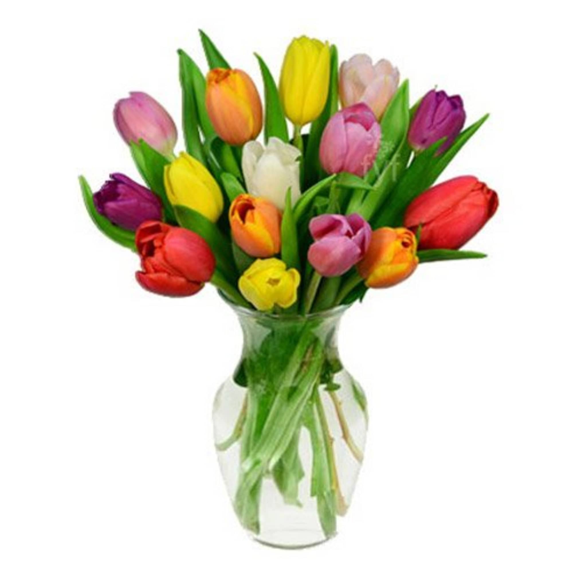 Mixed-color tulips arranged in a clear glass vase
