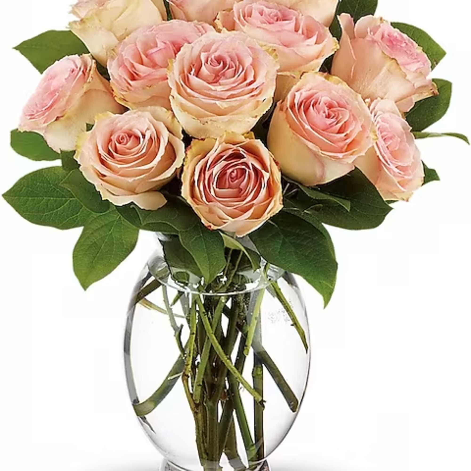 As soft and delicate as the first blush of love, this rose