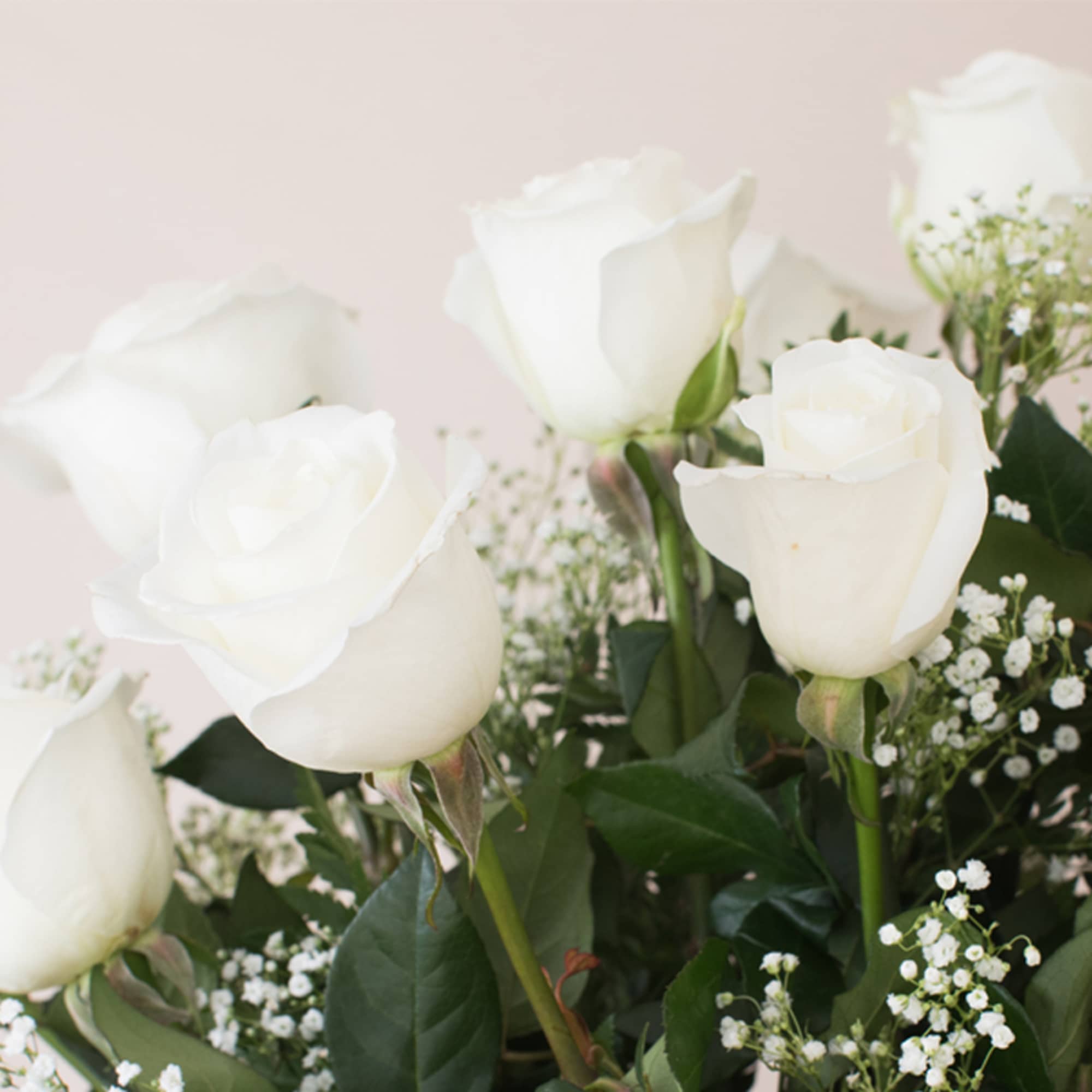 Close-up of white roses arranged with tiny white filler blooms