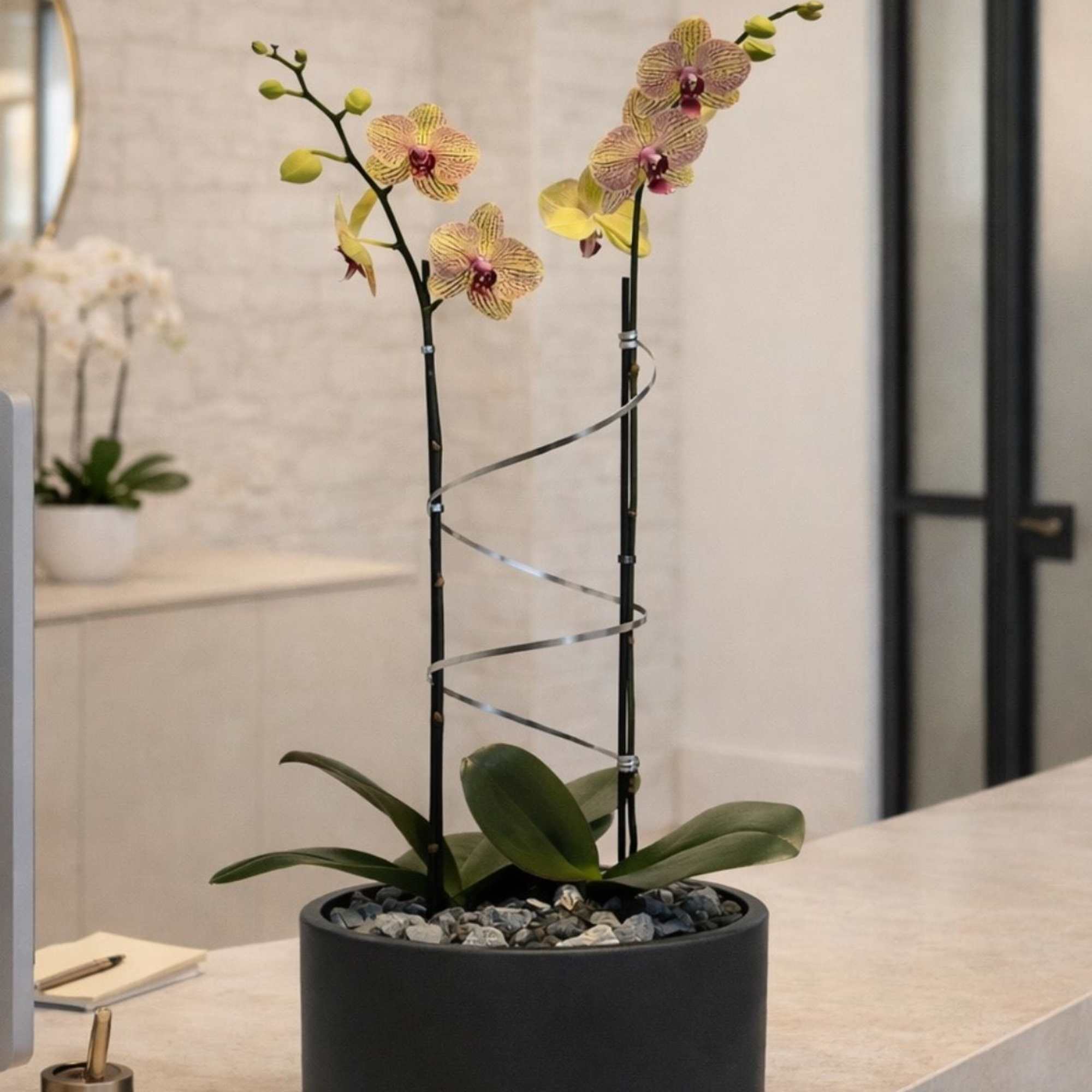 Potted orchid arrangement with two tall stems in a black planter