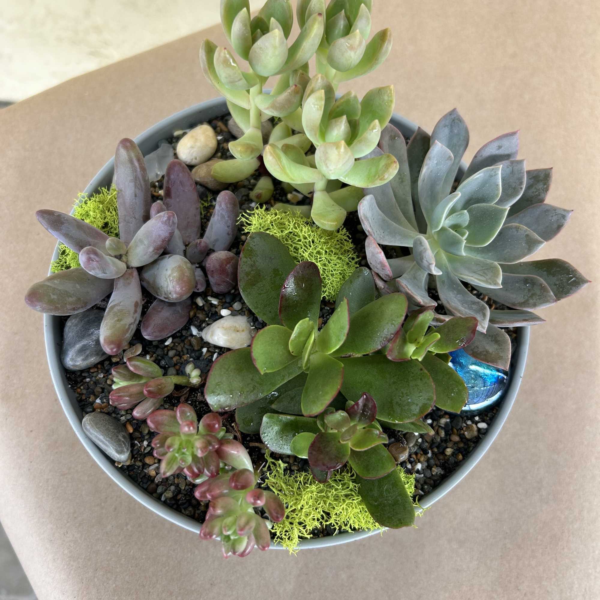 Round bowl of assorted succulents with pebbles and moss