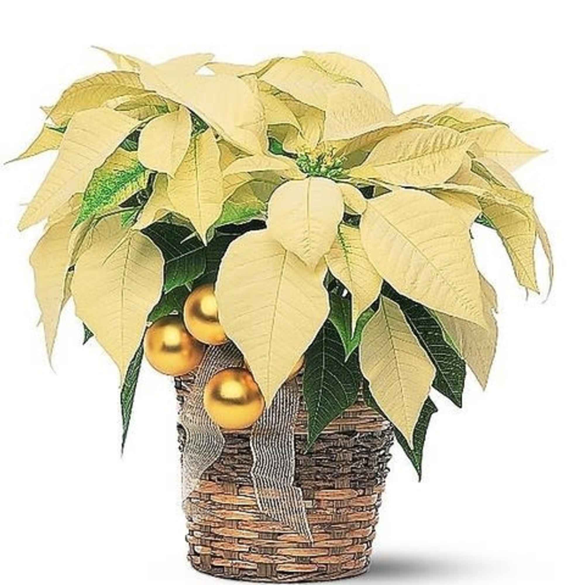 Poinsettias remain one of the most popular holiday flowers. It's the perfect