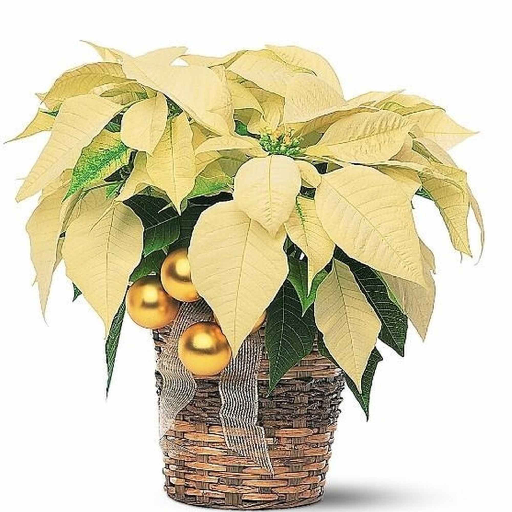 Cream poinsettia plant in a woven basket with gold ornaments and ribbon