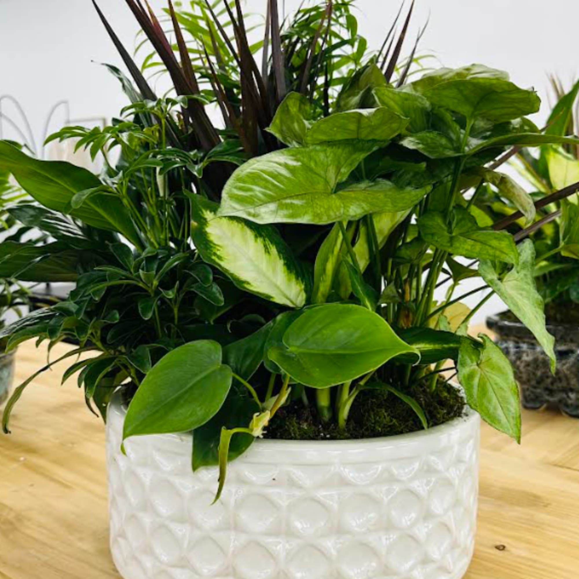 Mixed green houseplants in a white textured ceramic planter