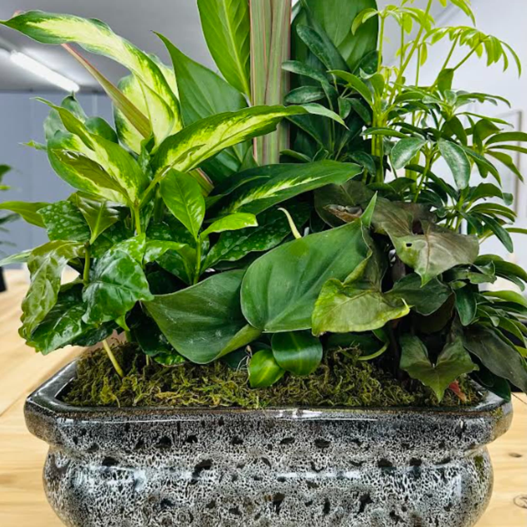 Mixed green houseplants arranged in a rectangular stone planter