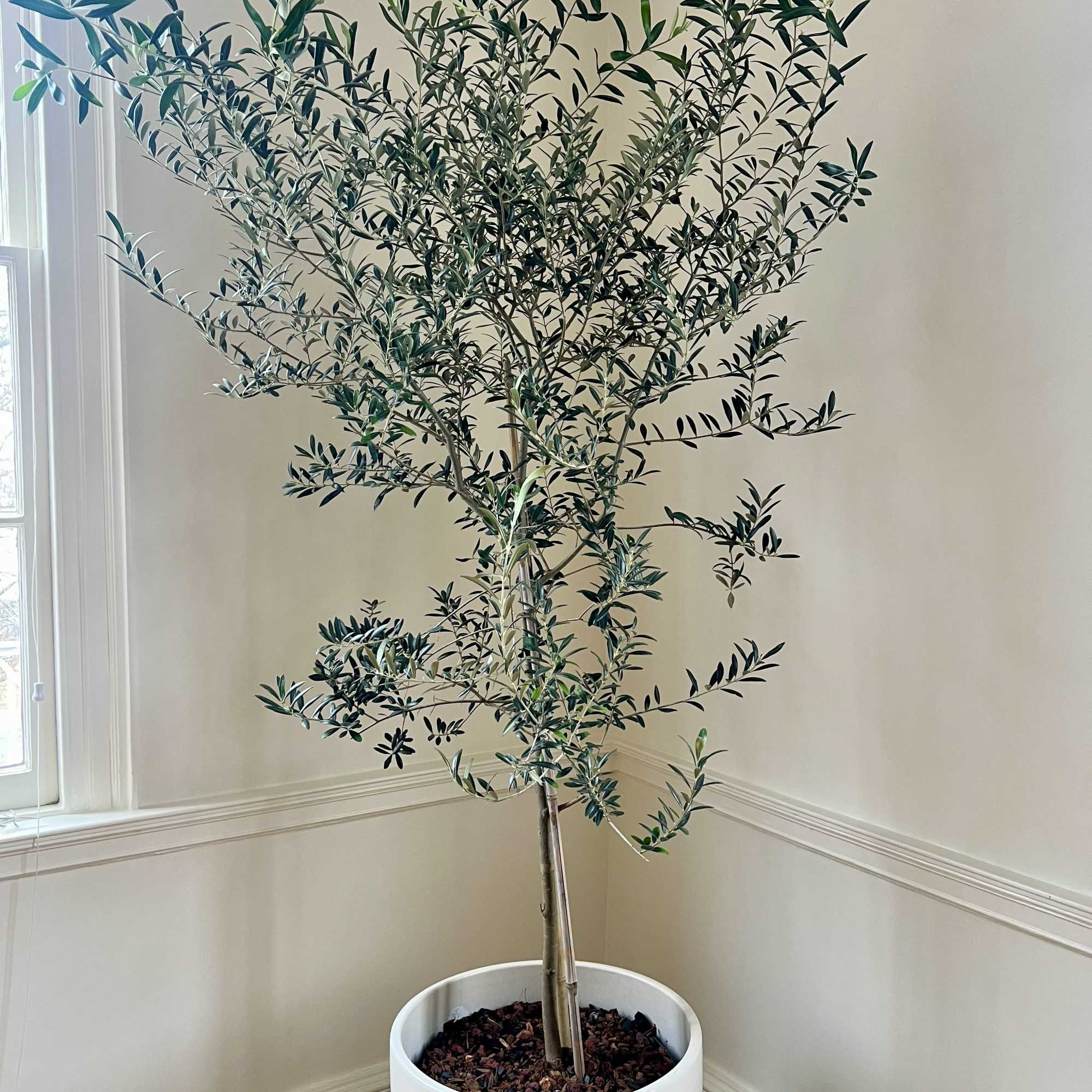 A refined olive tree with silvery foliage and timeless Mediterranean elegance. This