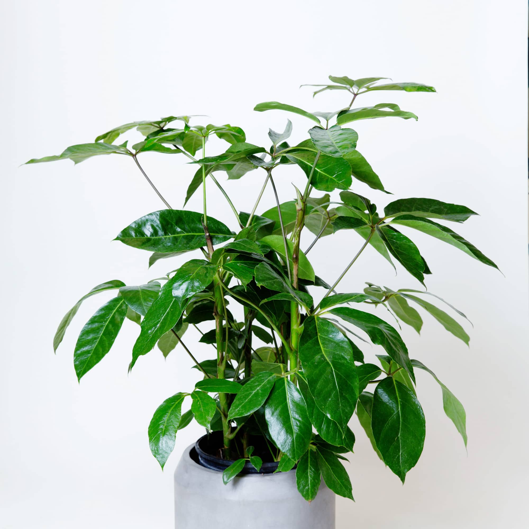 Schefflera Actinophylla Umbrella tree 14" nursery pot
Plant average height 8ft+ available