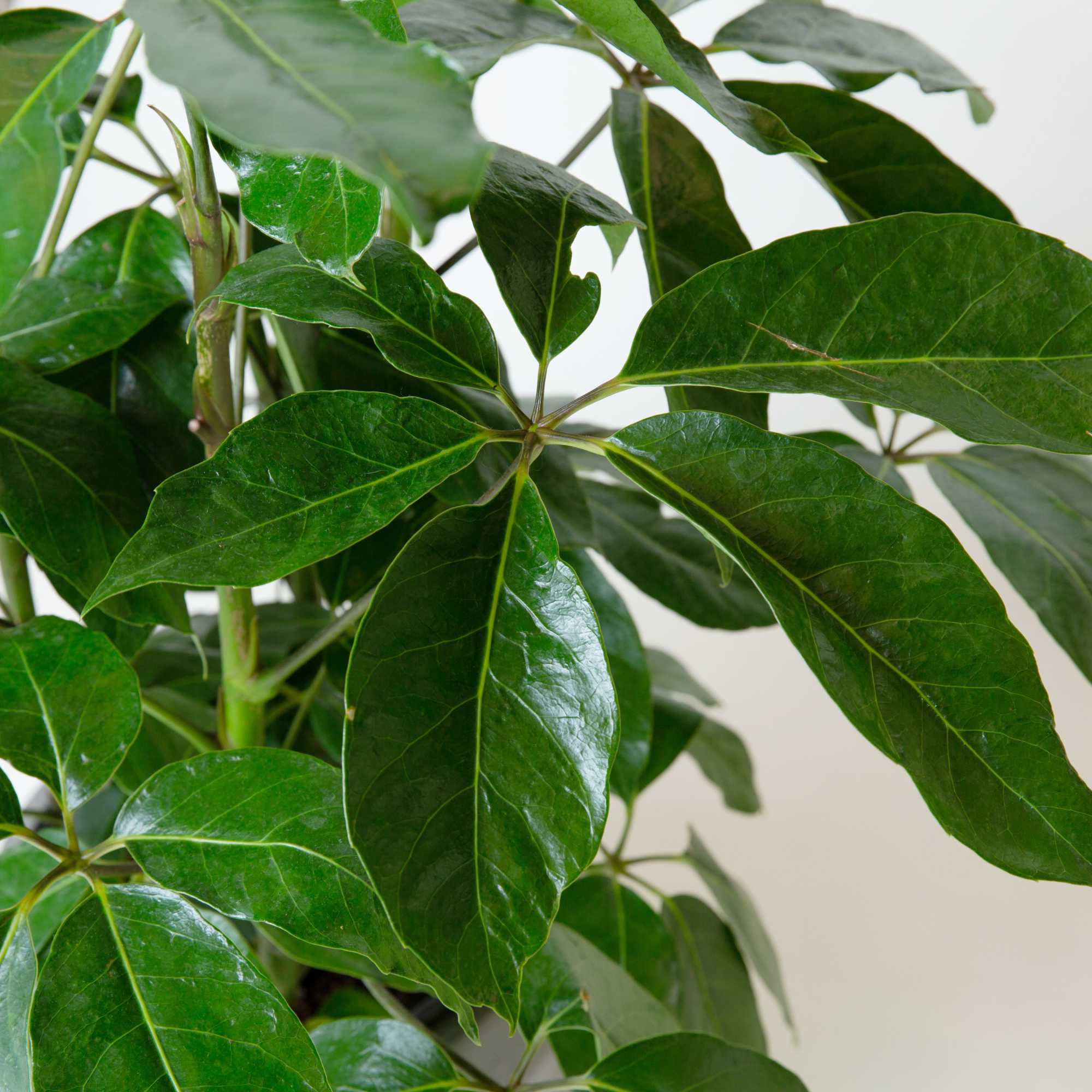 Schefflera Actinophylla Umbrella tree 14" nursery pot
Plant average height 8ft+ available