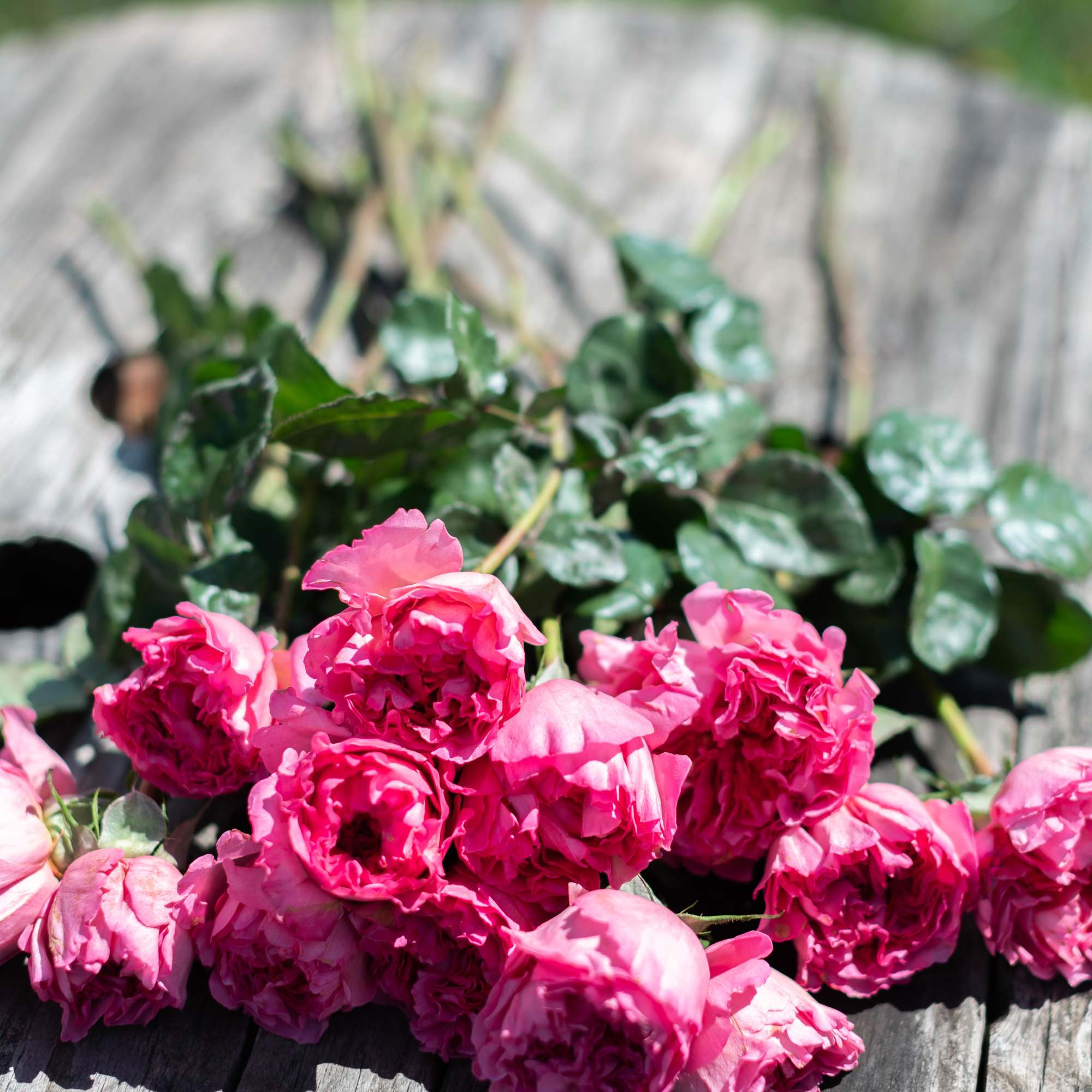 Pink roses laid on a wooden surface
