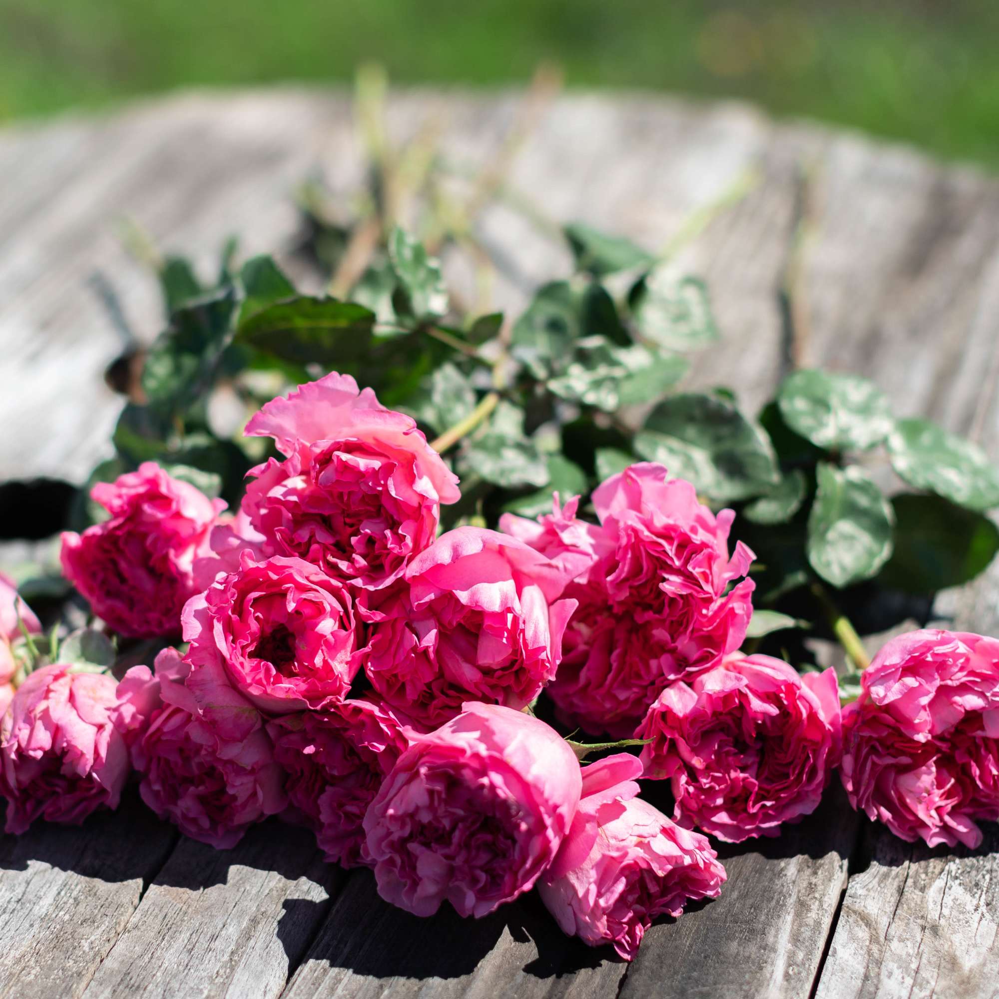 Pink roses laid on a weathered wooden surface