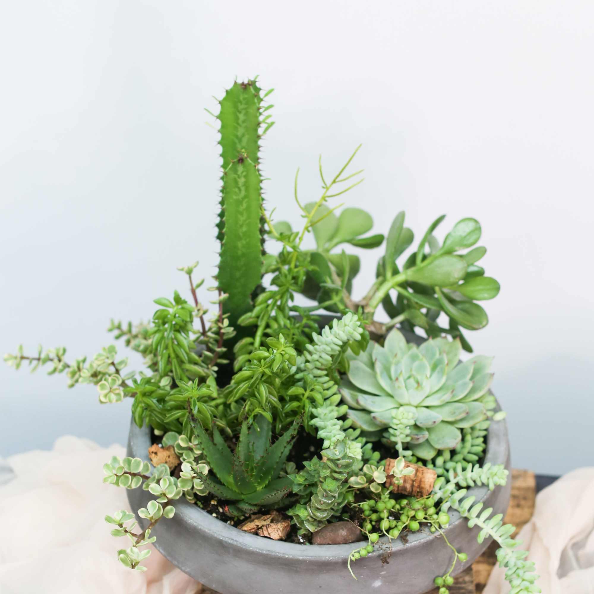 A curated collection of sculptural succulents arranged in a modern vessel. A