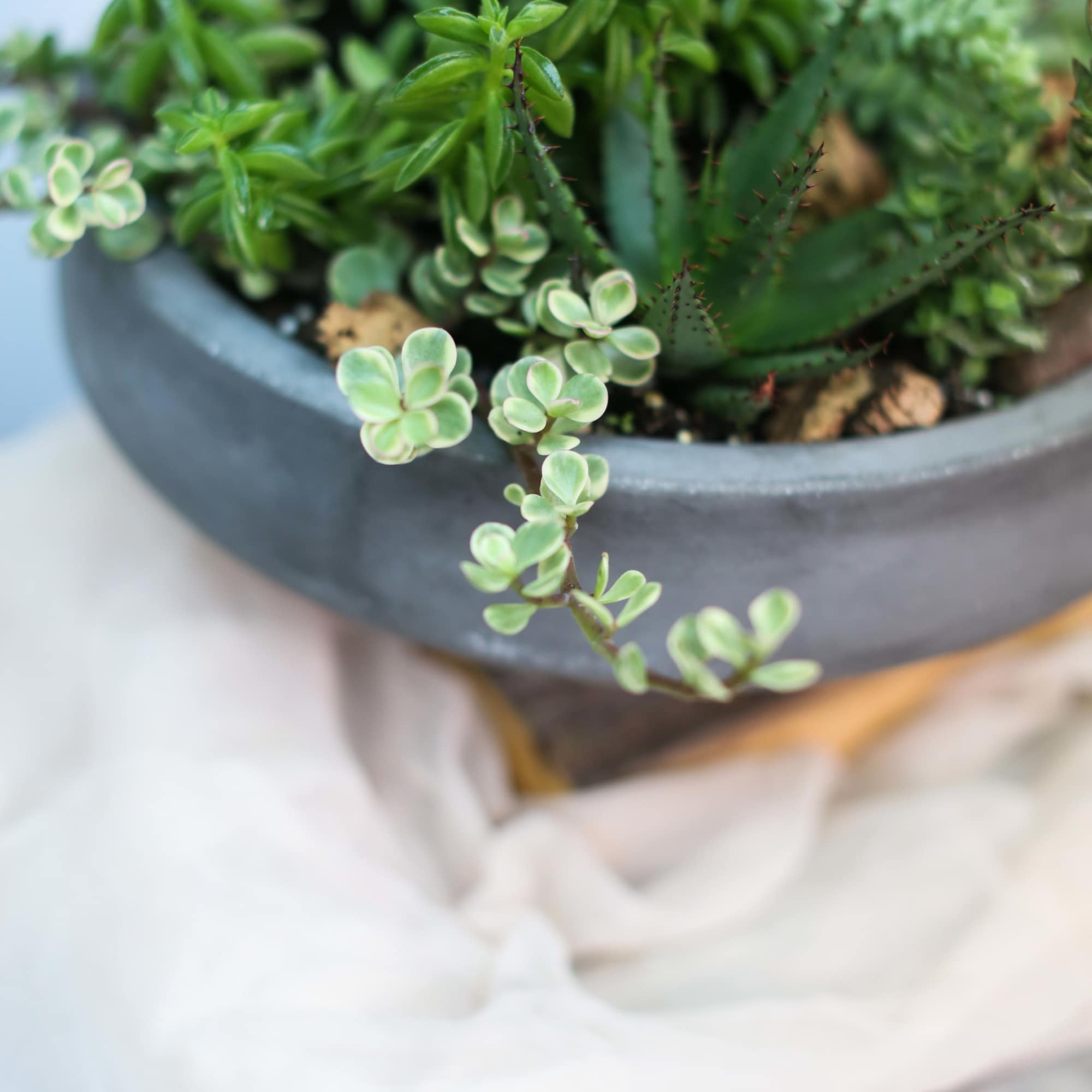 A curated collection of sculptural succulents arranged in a modern vessel. A