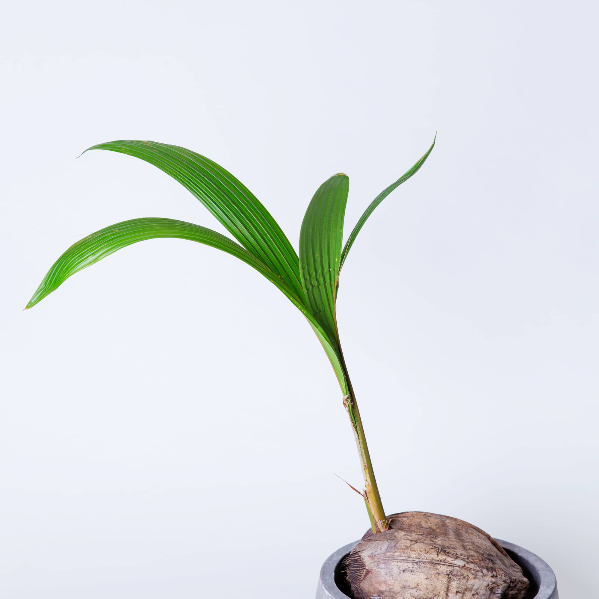 Coconut Tree (decorative vessel sold separately
~approximately 1.5-2.0" H