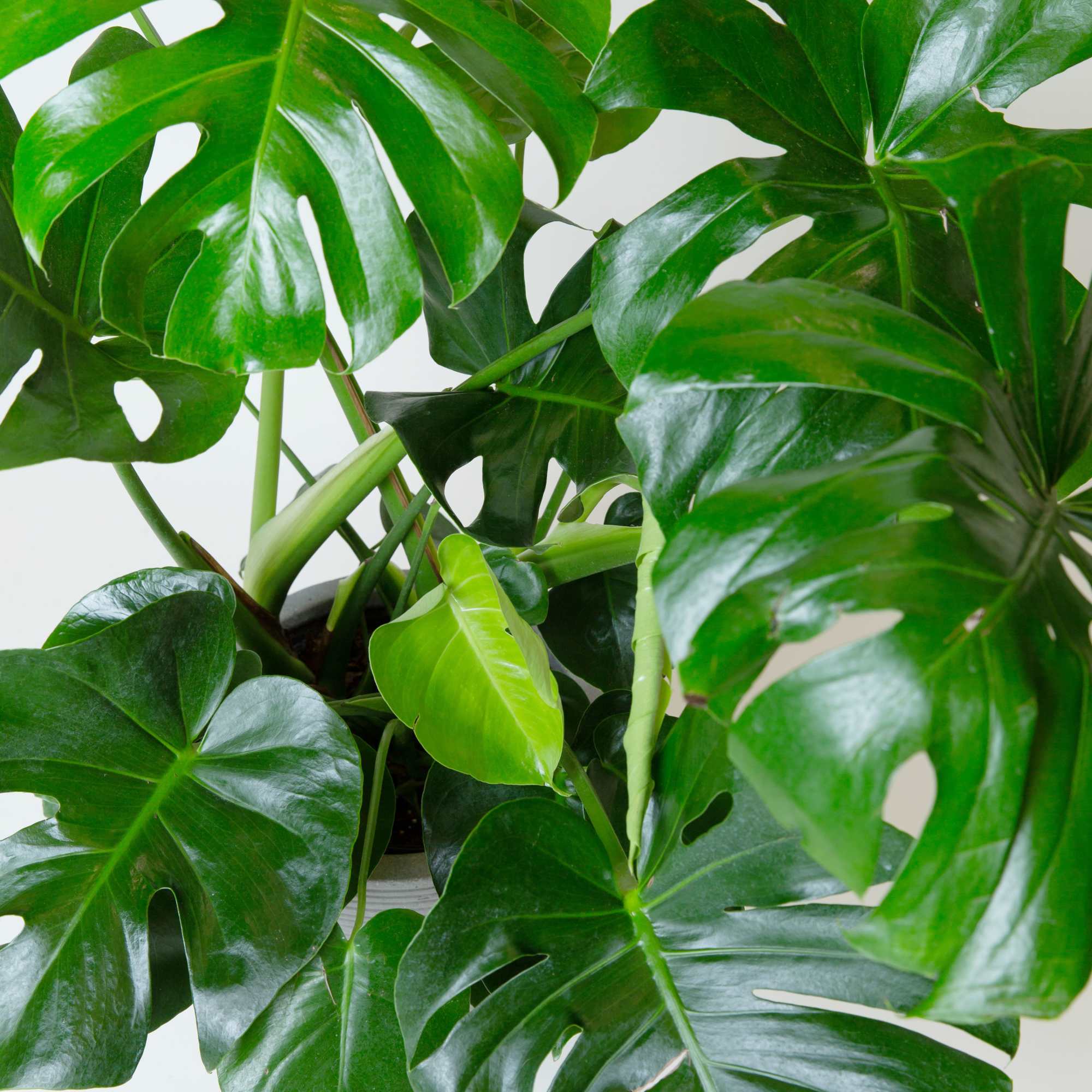 A dramatic monstera plant with iconic split leaves and lush tropical presence.