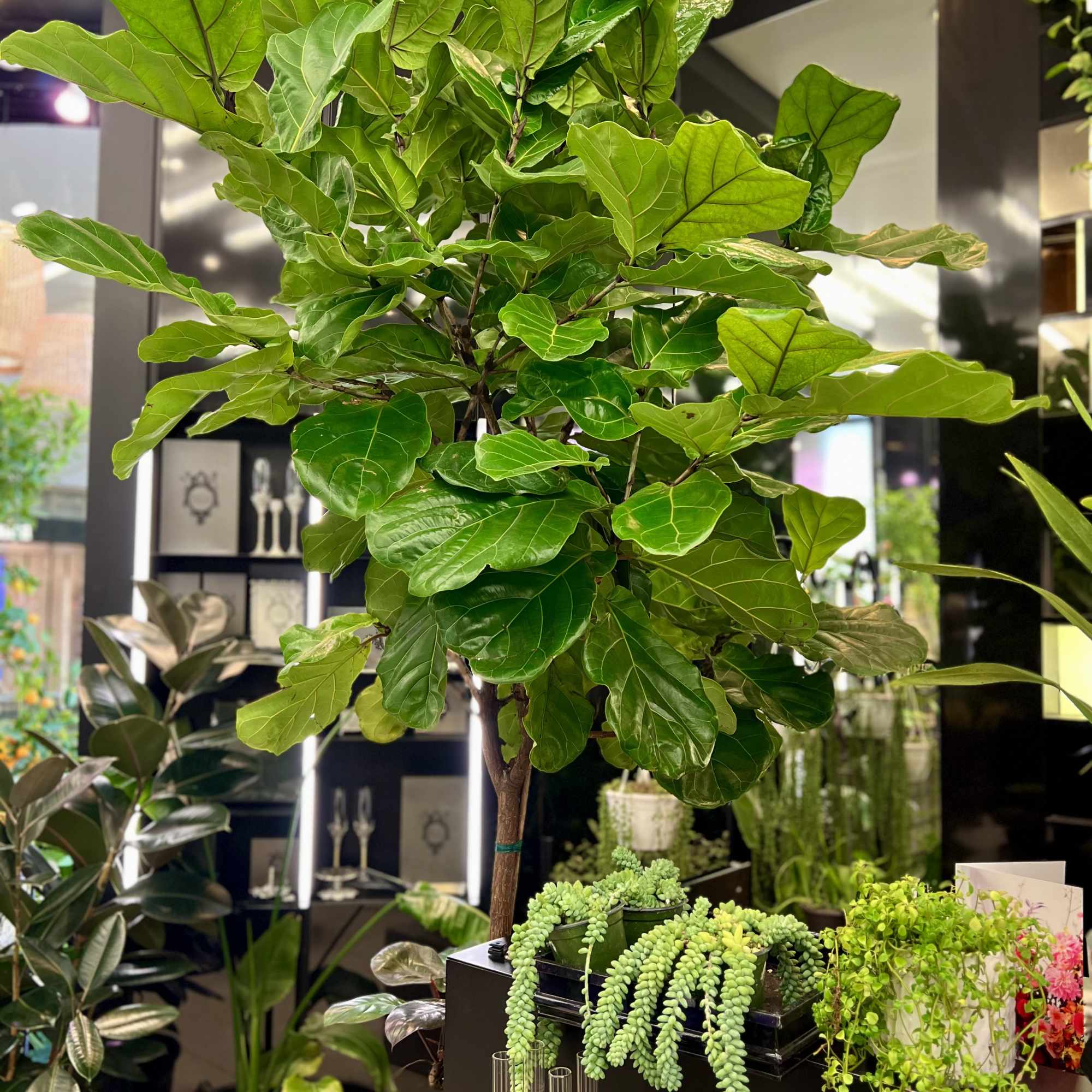 A sculptural fiddle leaf fig tree known for its large glossy leaves