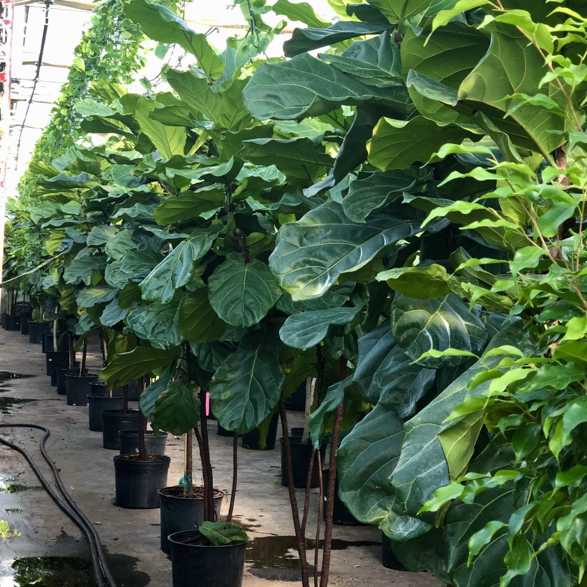 A sculptural fiddle leaf fig tree known for its large glossy leaves
