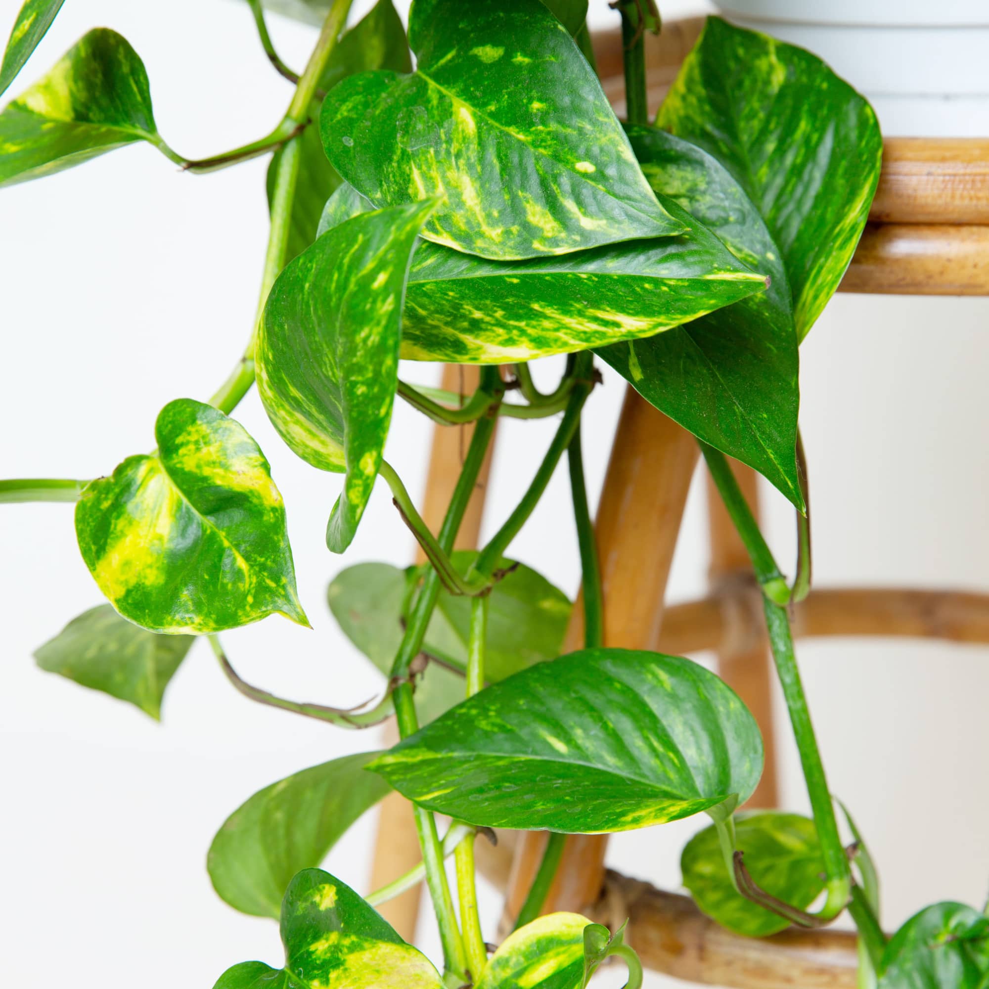 Hanging Golden Pothos- full