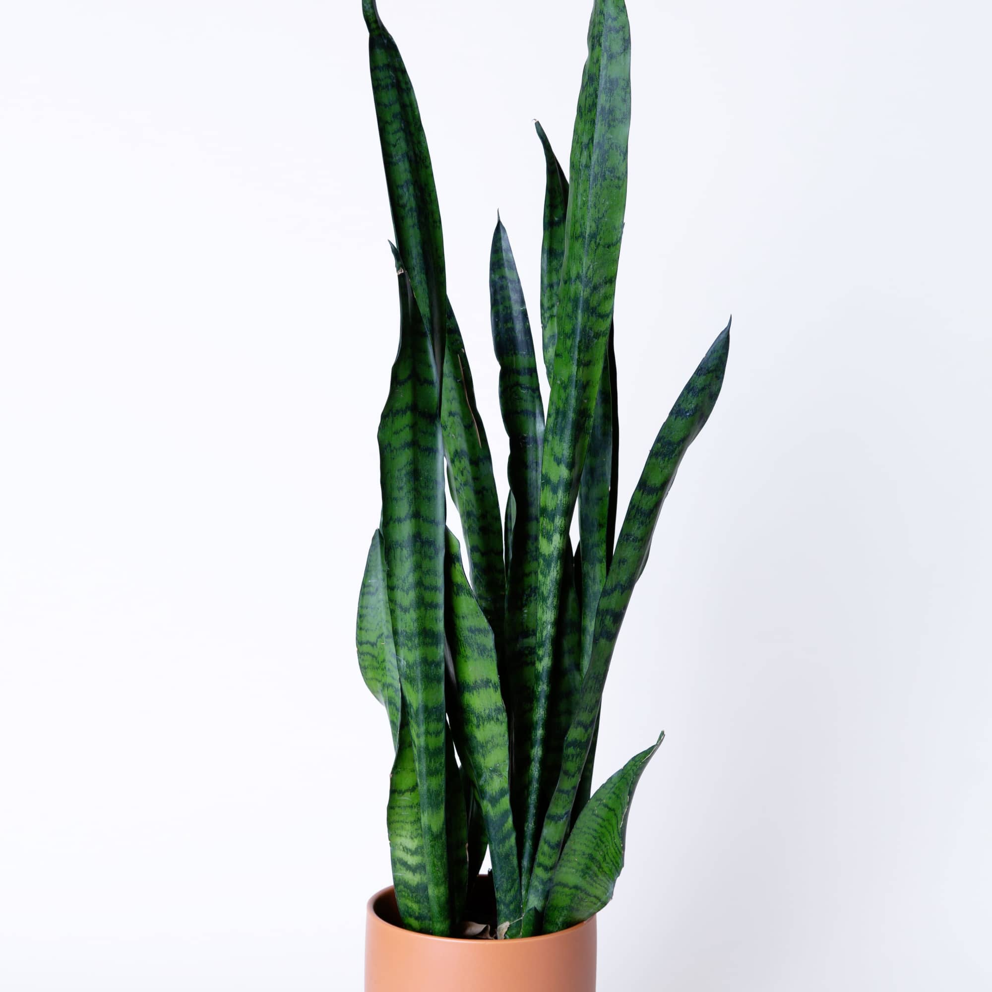 A striking snake plant with upright sculptural leaves. Extremely easy to care