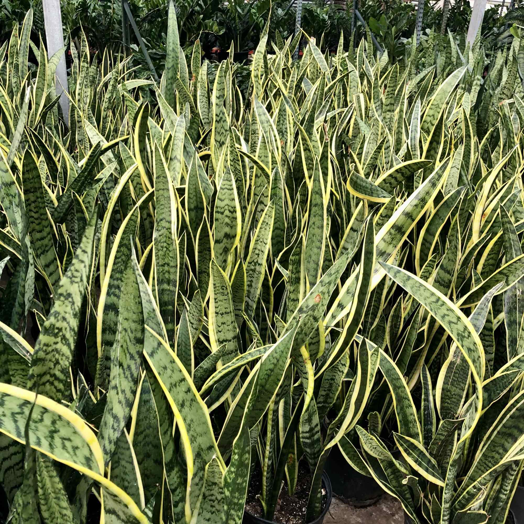 A striking snake plant with upright sculptural leaves. Extremely easy to care