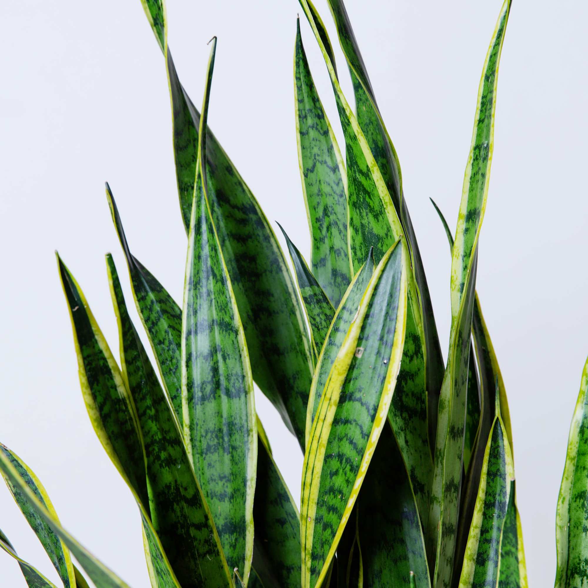 A striking snake plant with upright sculptural leaves. Extremely easy to care