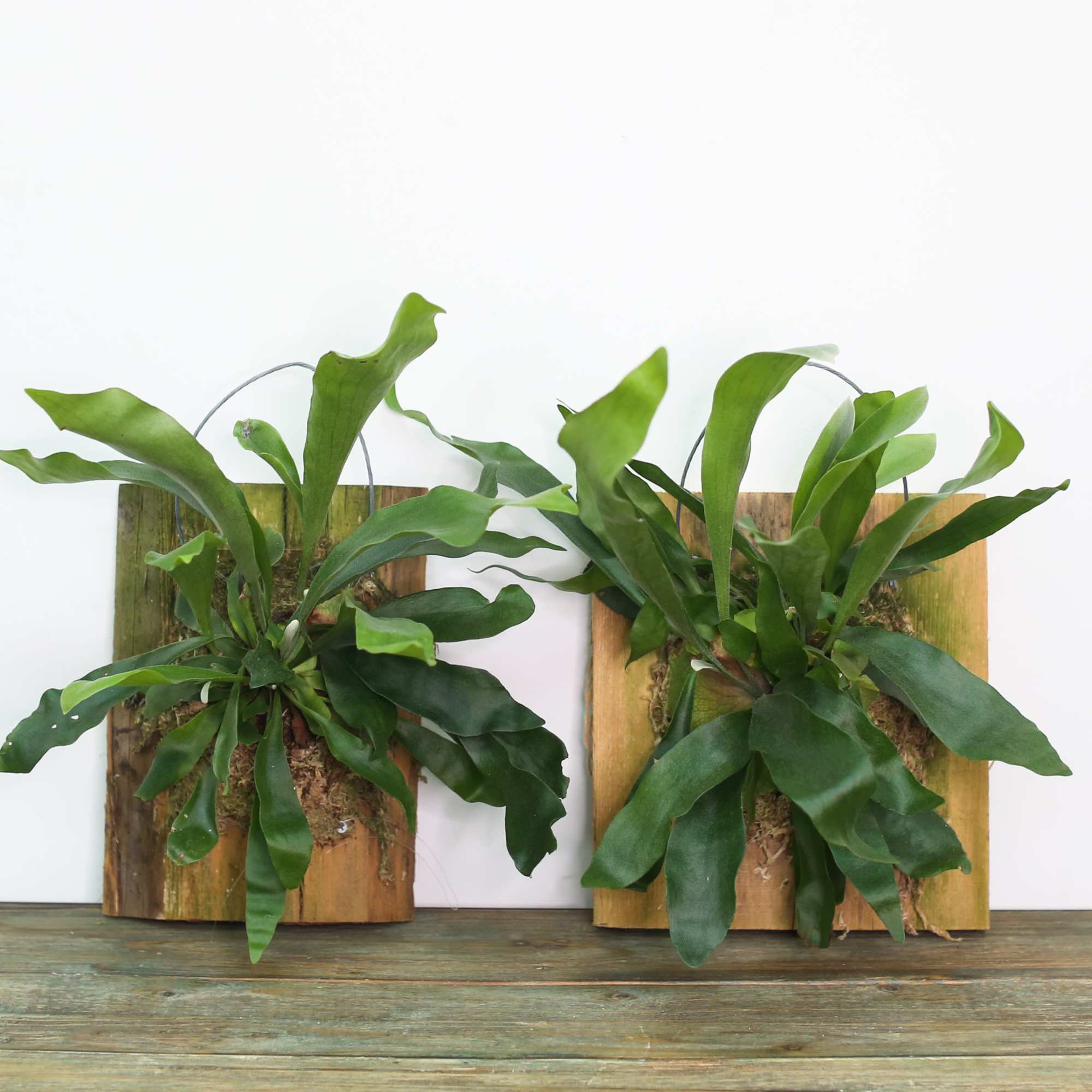 Two mounted green plants in wooden plaques on a table