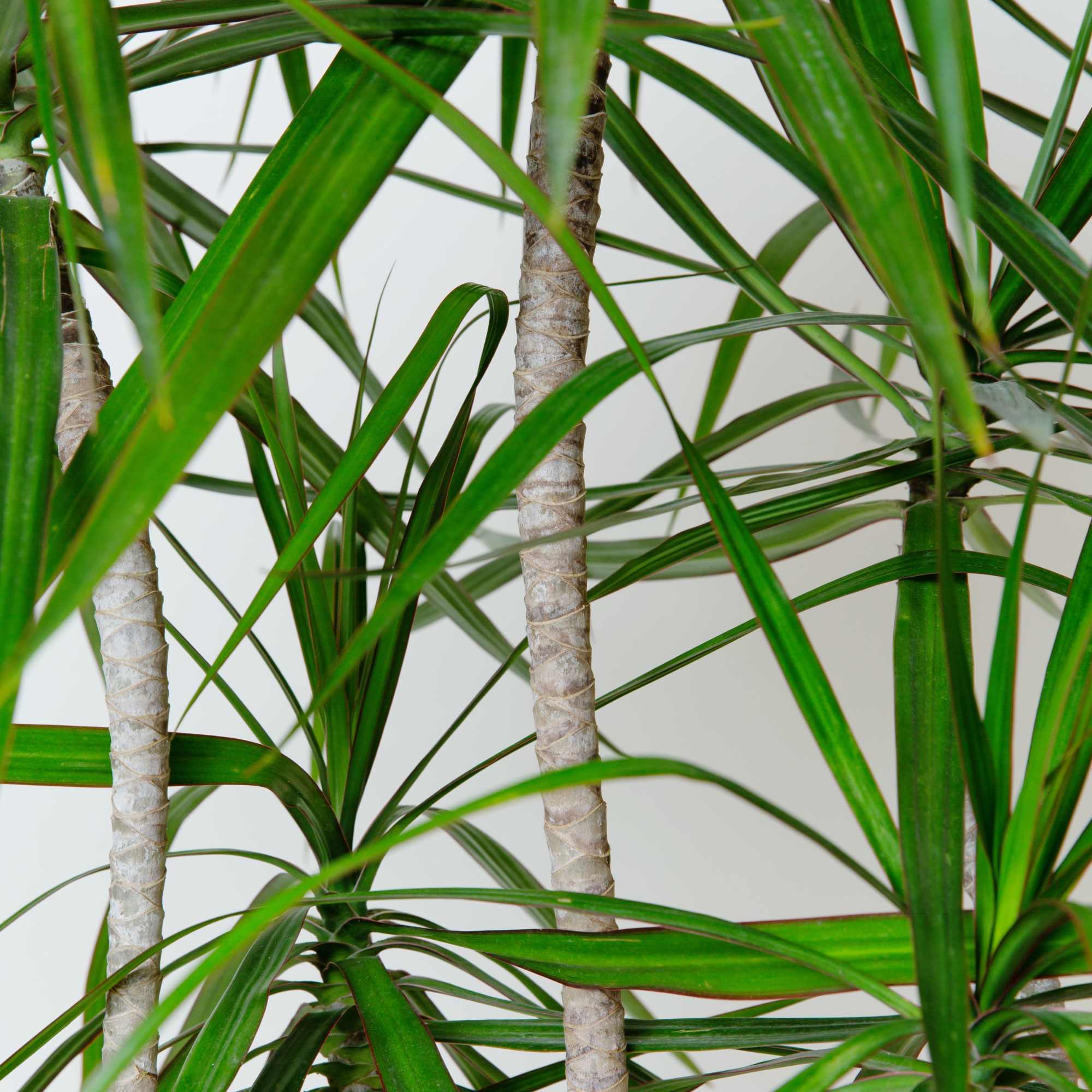 Sold in 10" Nursery pot