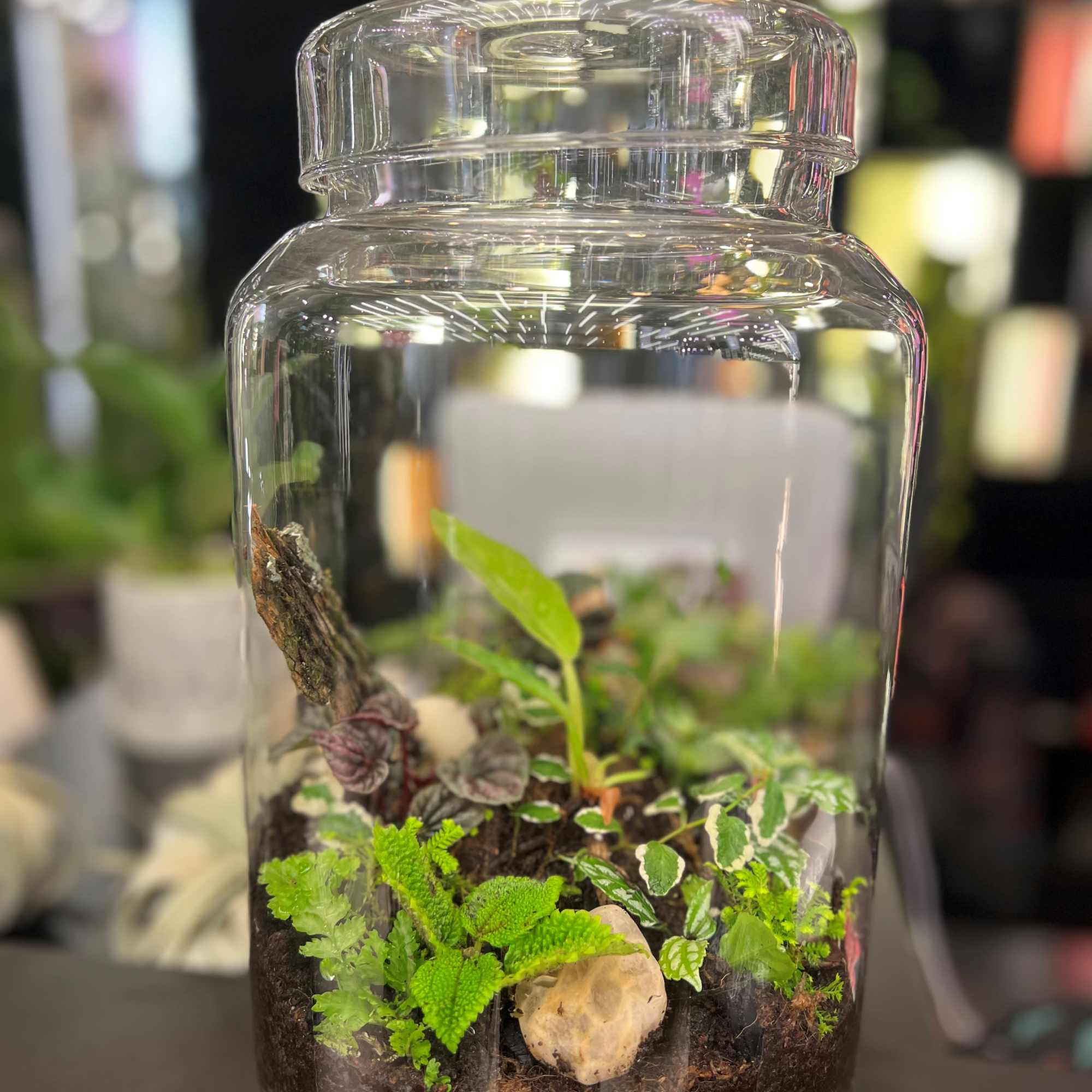 Terrariums are perfect for modern home d&eacute;cor, office desks, and plant lovers
