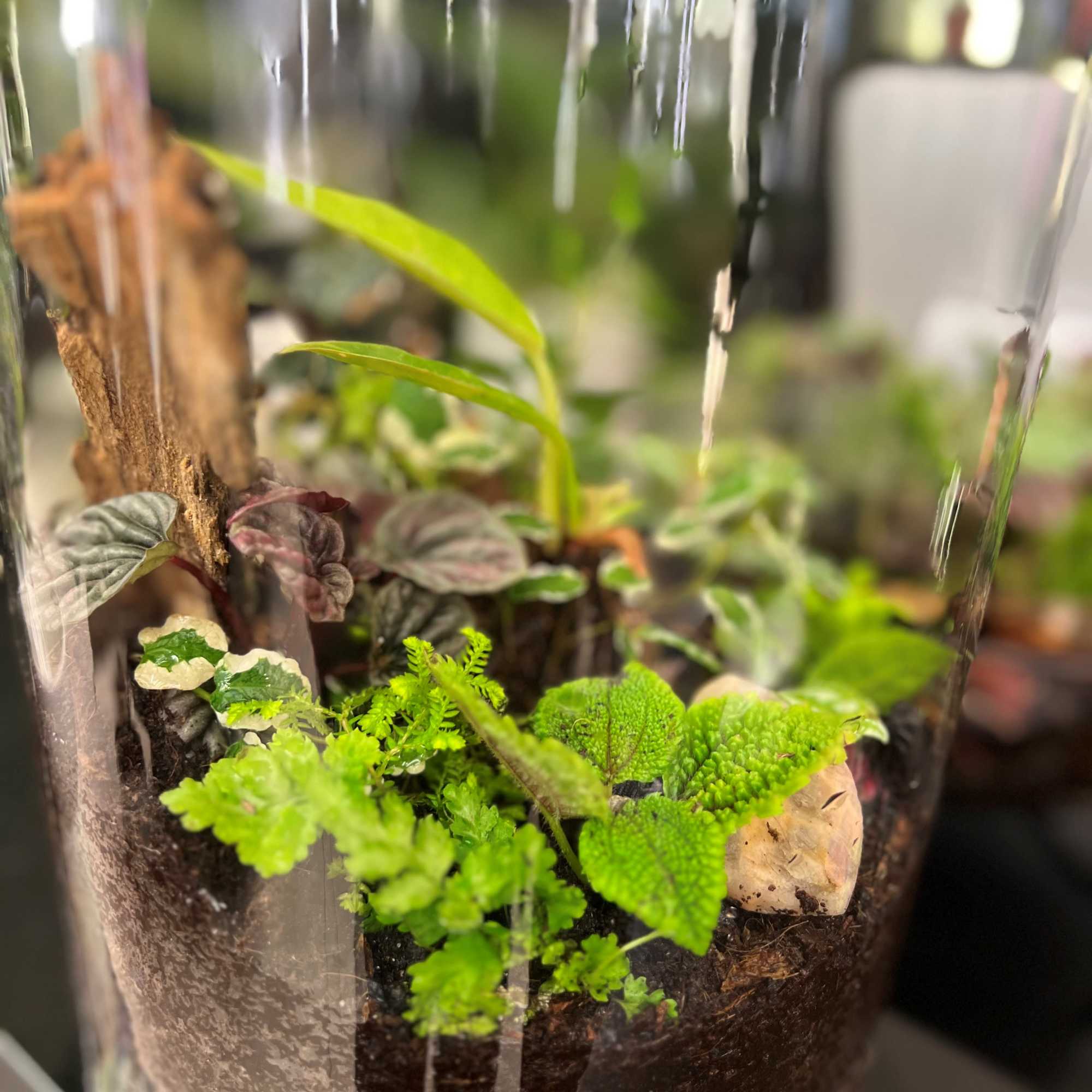 Terrariums are perfect for modern home d&eacute;cor, office desks, and plant lovers