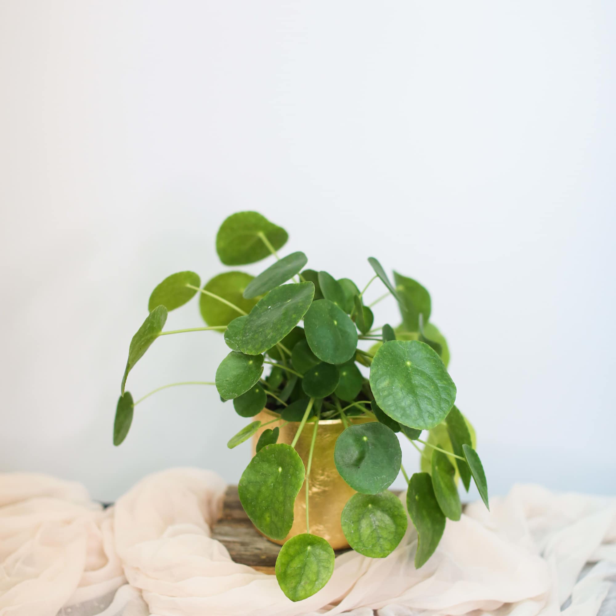 Potted green plant with round leaves in a gold container