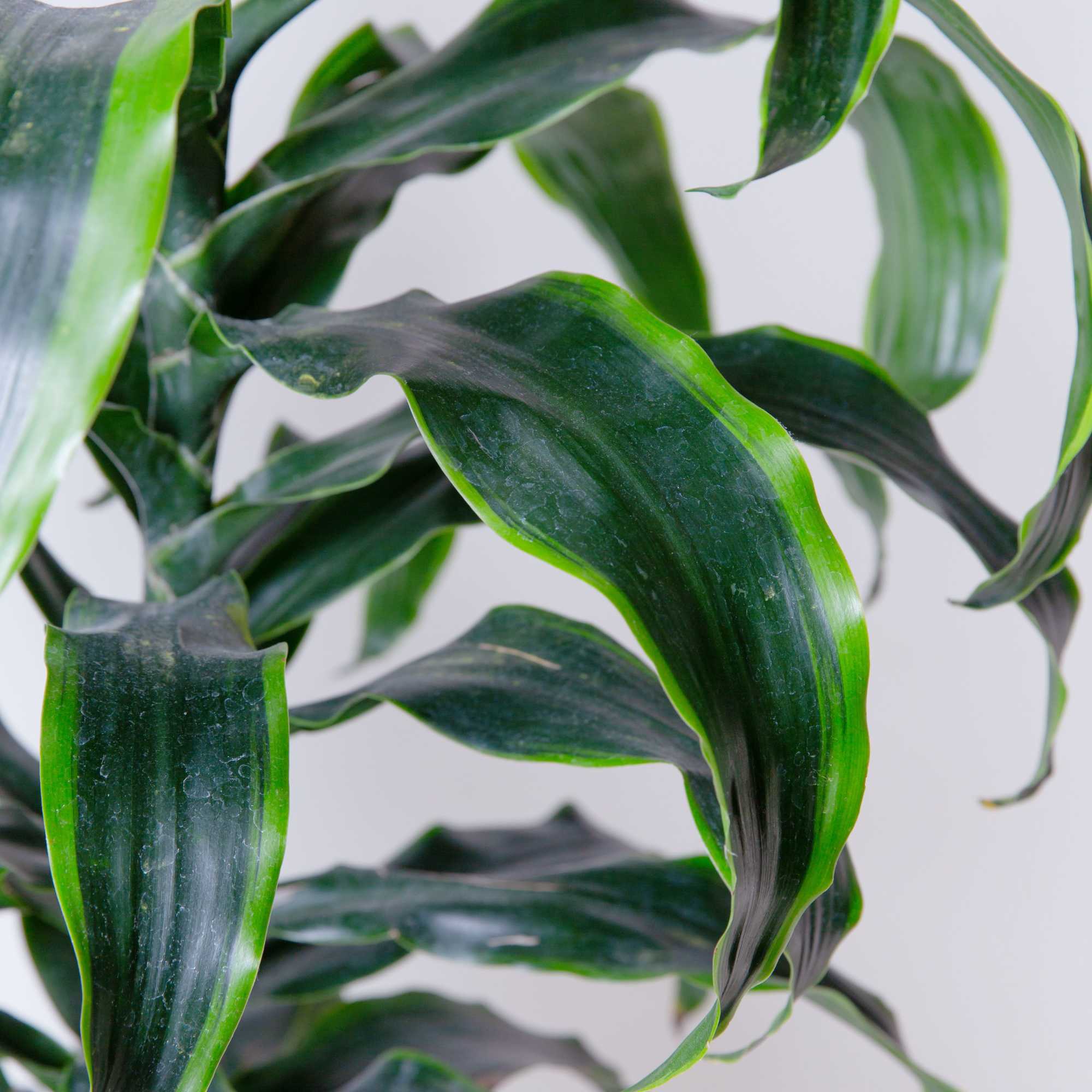 Sold in 10" nursery pot
Plant is approximately 6-7 ft