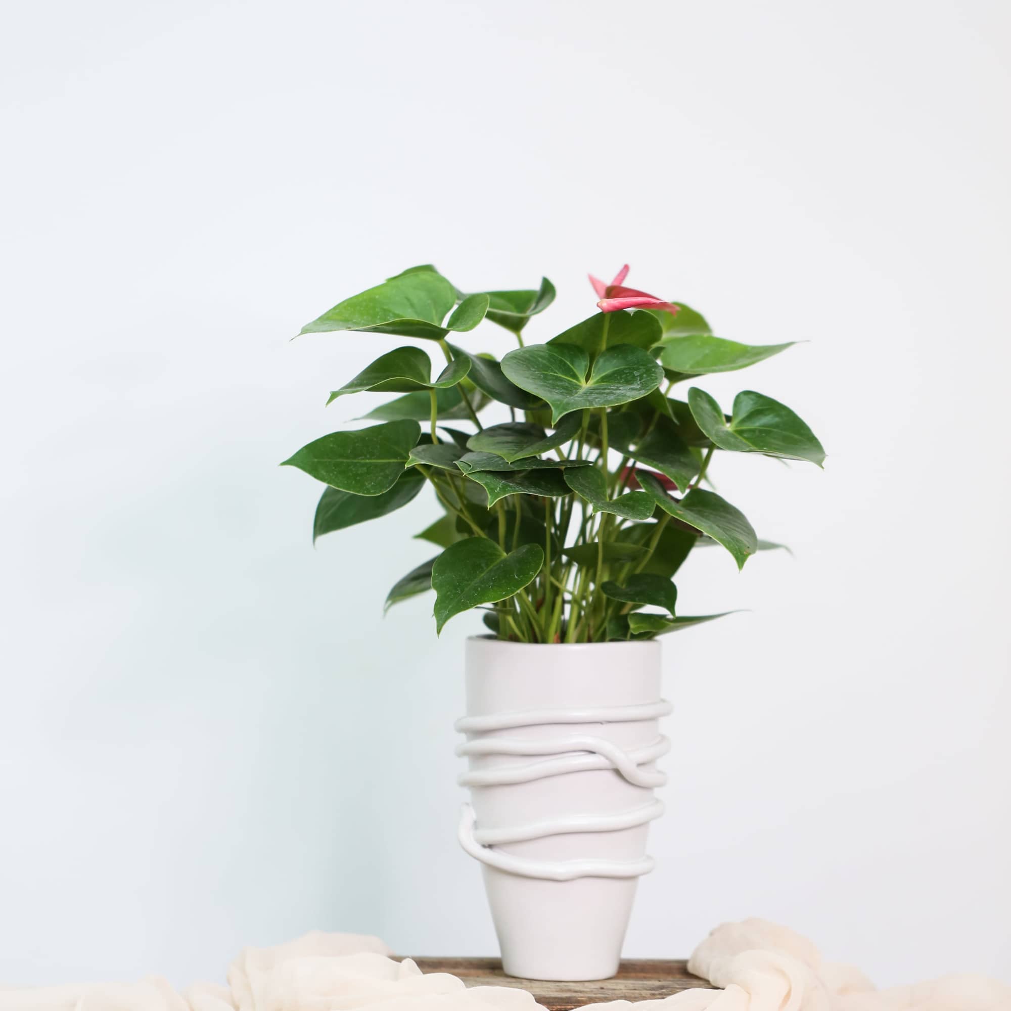 With its beautiful, unique flowers, this Anthurium plant will brighten any room