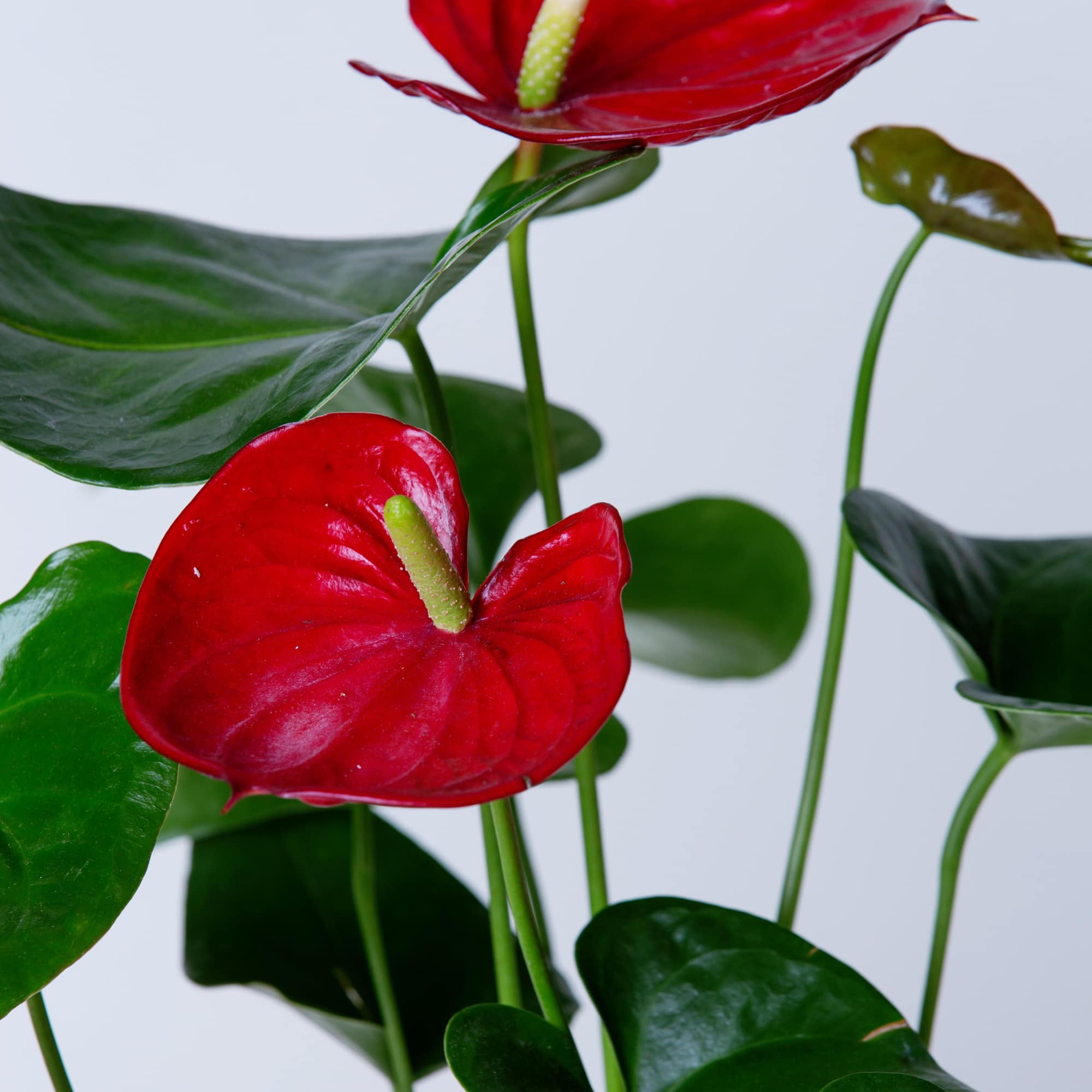 With its beautiful, unique flowers, this Anthurium plant will brighten any room