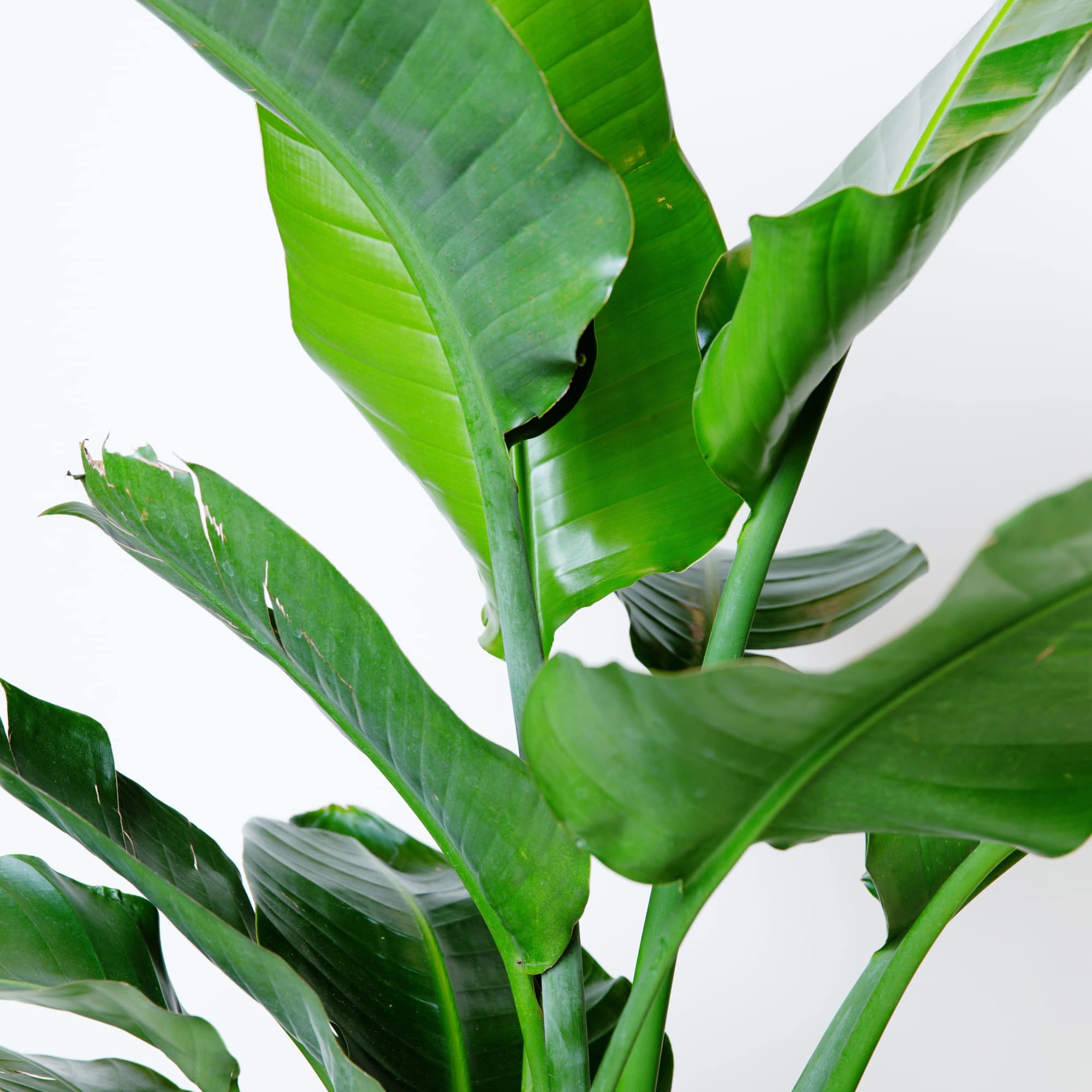 Bird of Paradise 8" Nursery pot
Plant is approximately 4-5.5" ft tall
