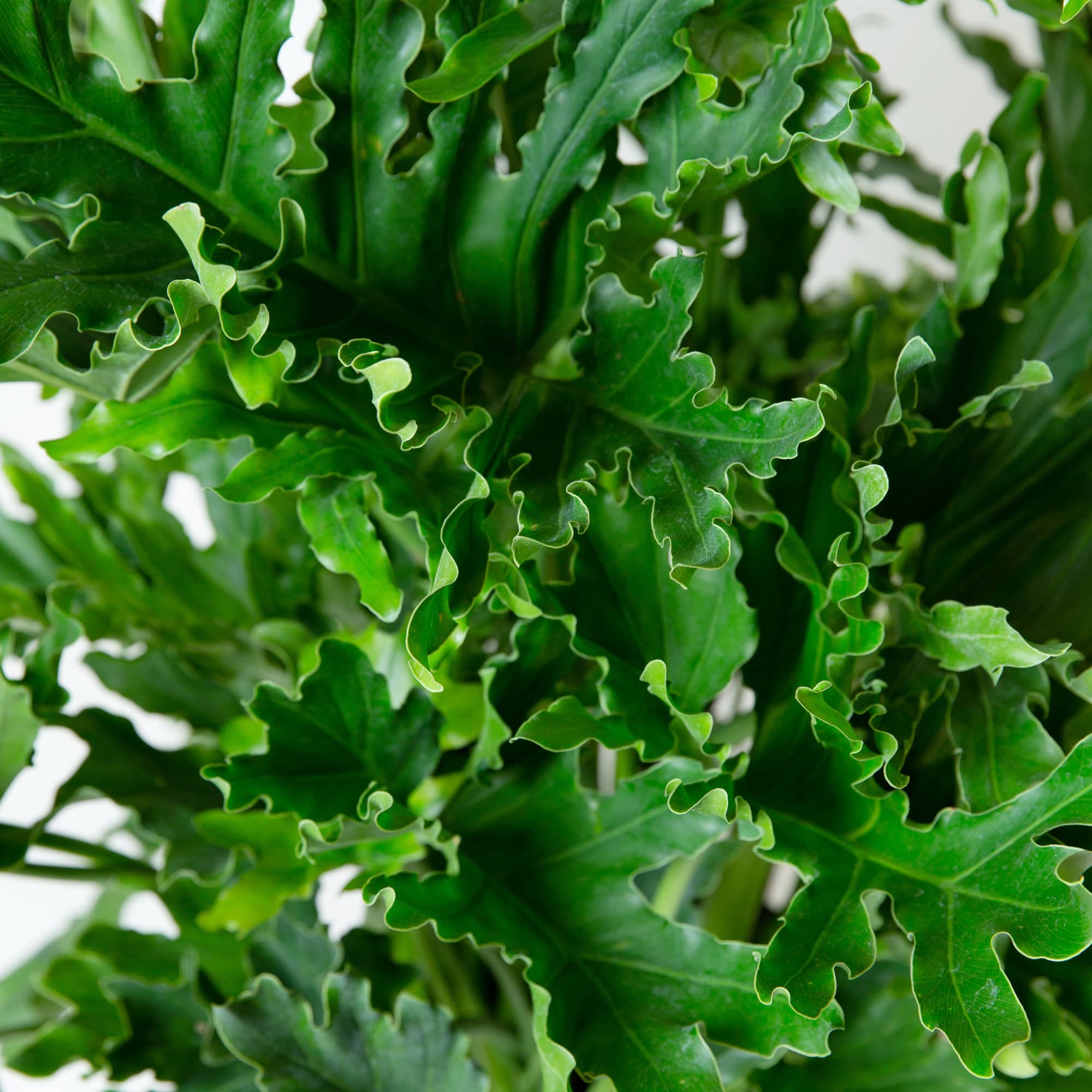 Sold in 8" Nursery pot; plant is full
*Decorative pot is sold separately