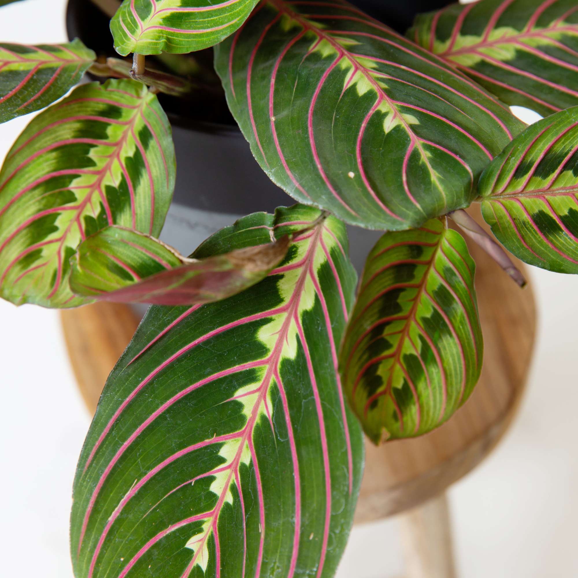 Maranta leuconeura Prayer plant red....