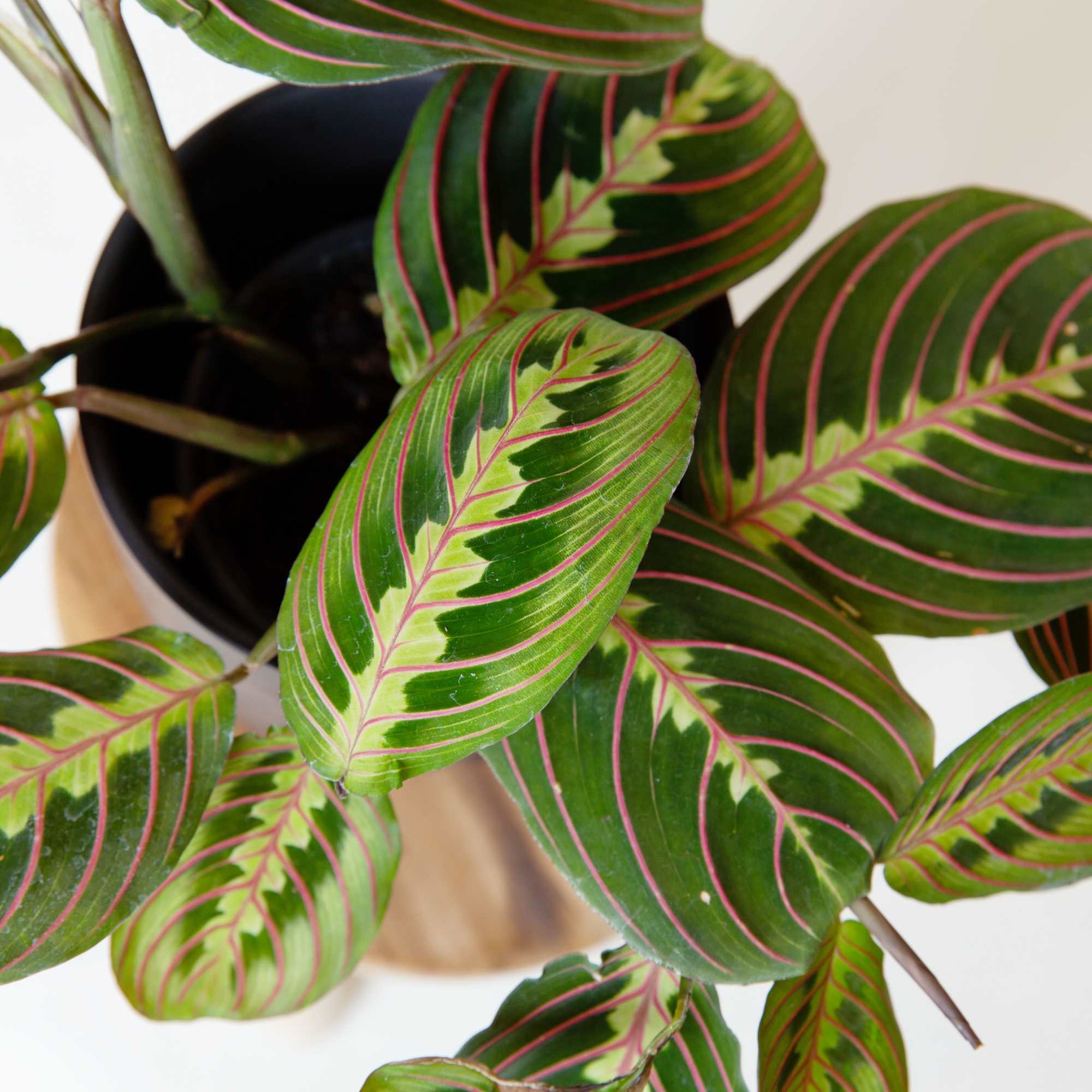 Maranta leuconeura Prayer plant red....